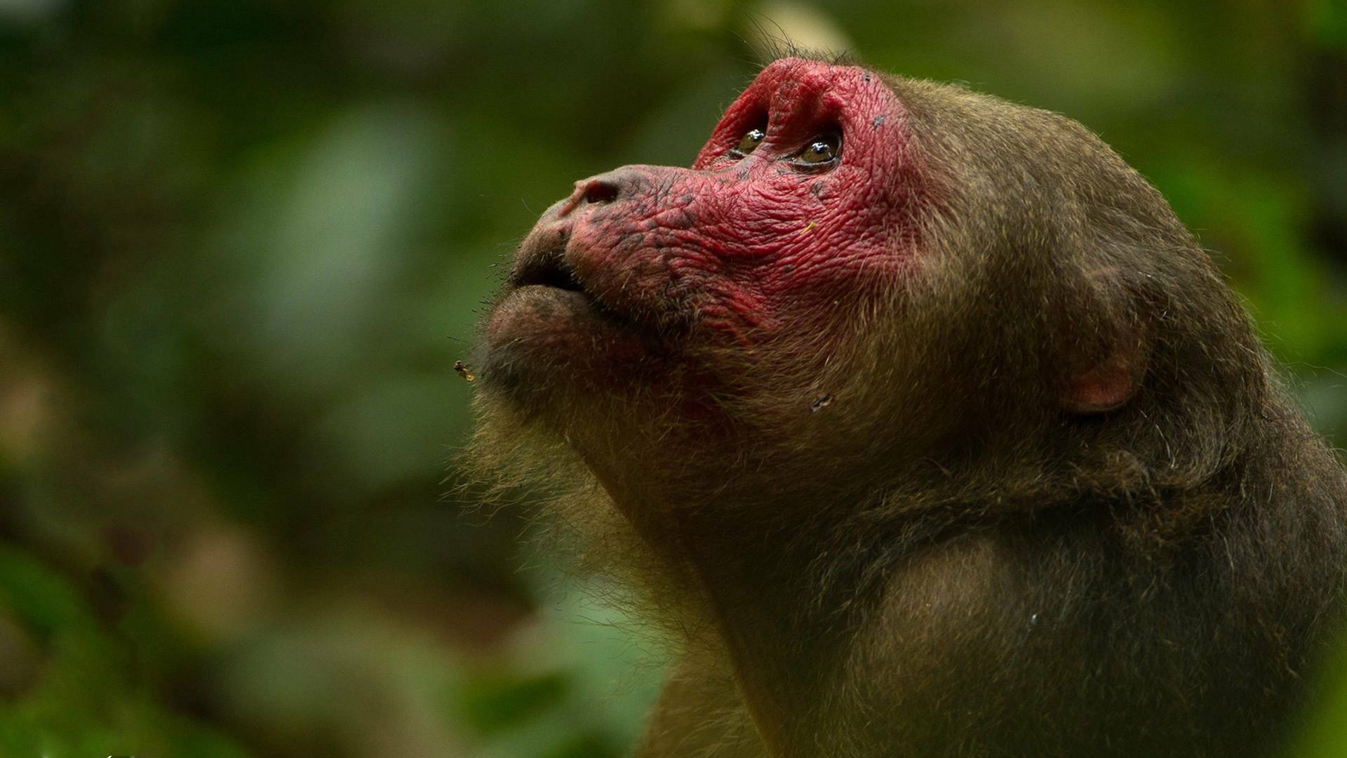 Dentro de lo Salvaje: India