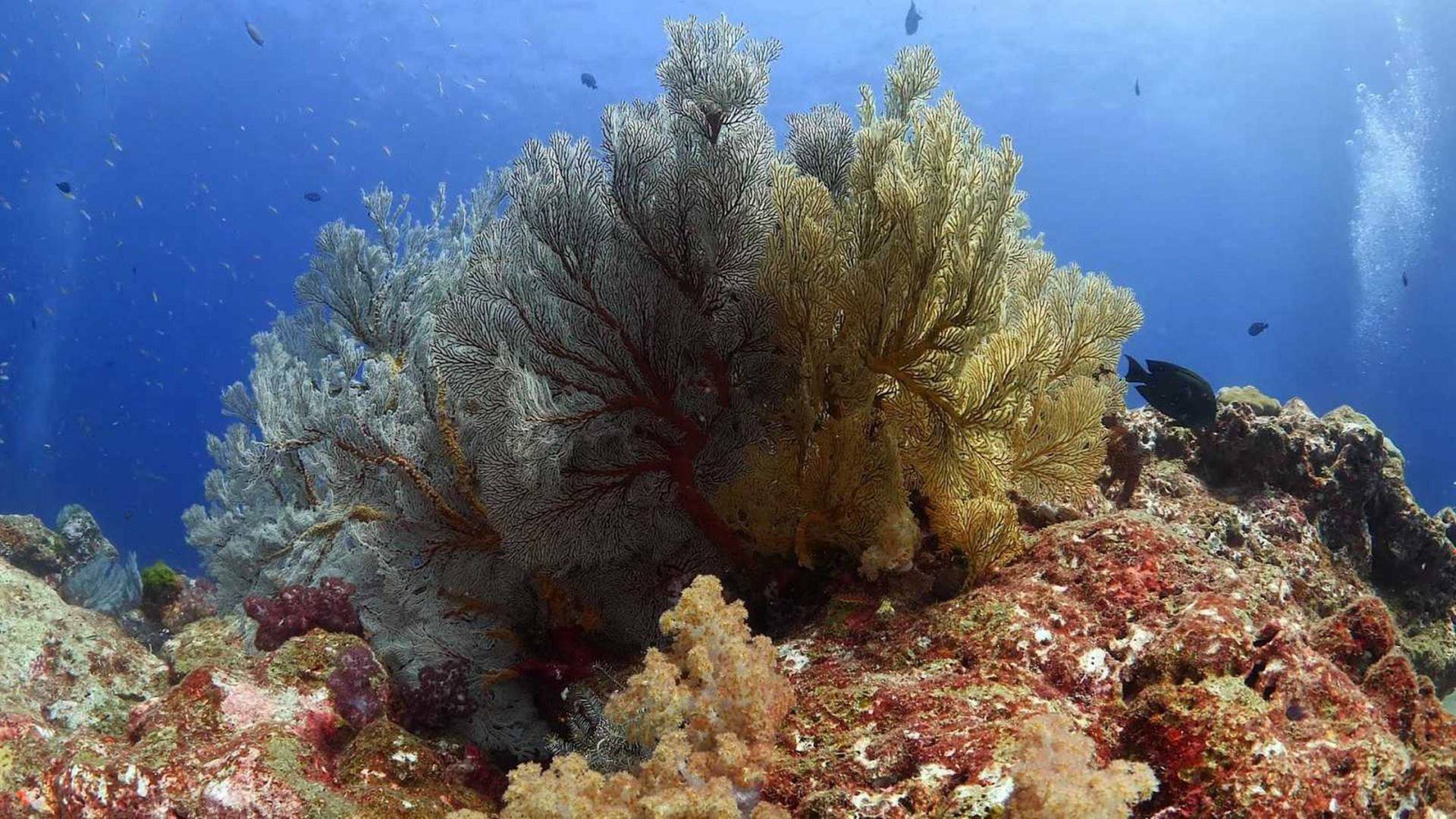 Mares supremos: La carrera de las sardinas