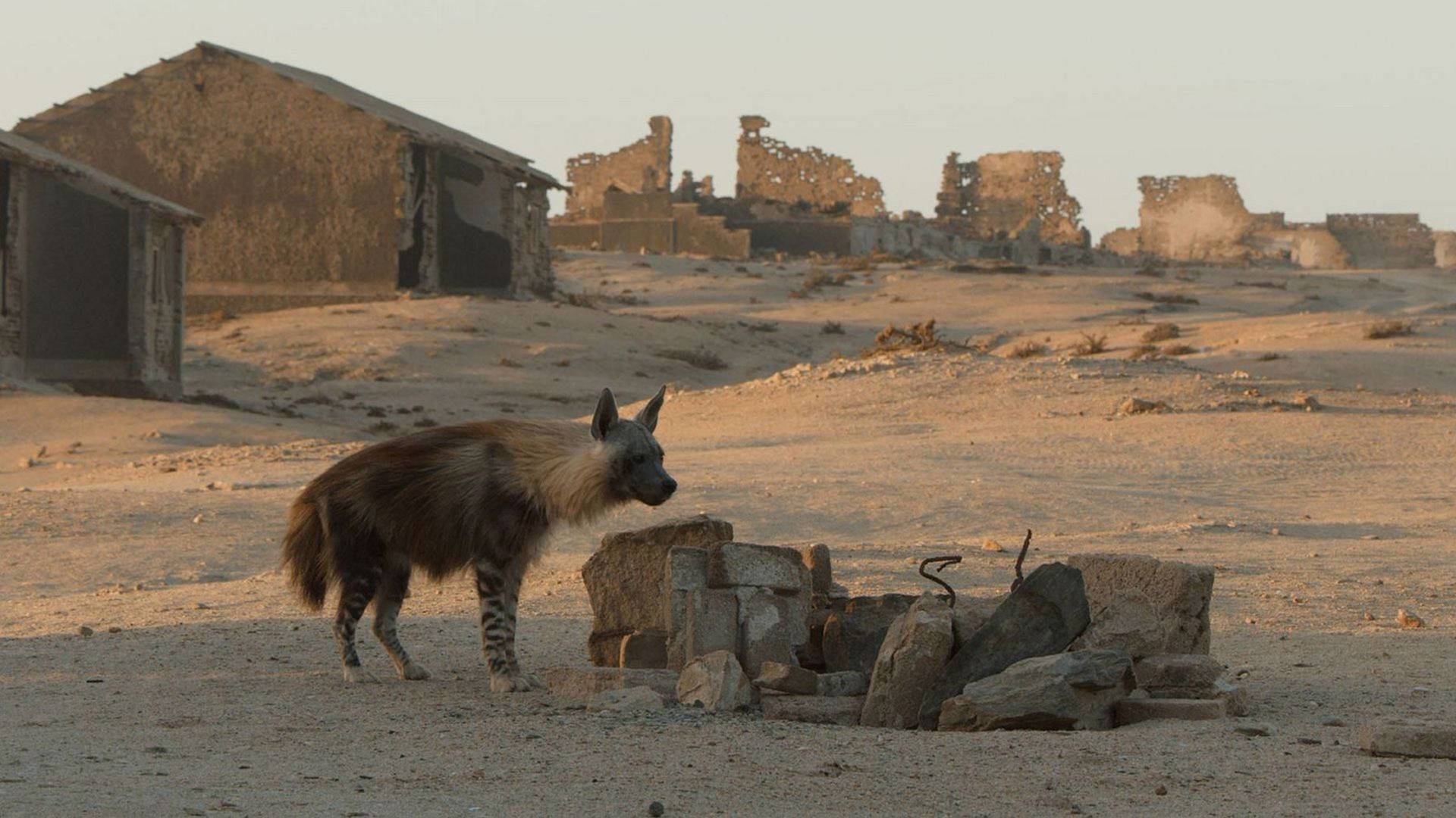 Las hienas pardas de Makgadikgadi