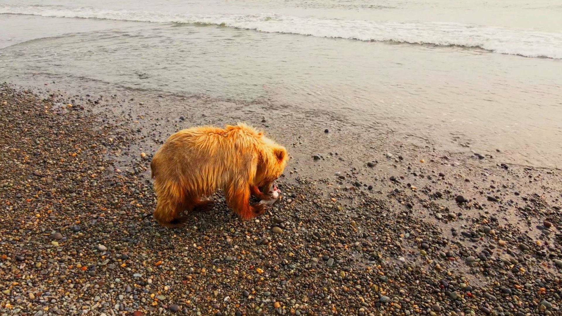 Gigantes y salvajes: Gigantes en tierras sedientas