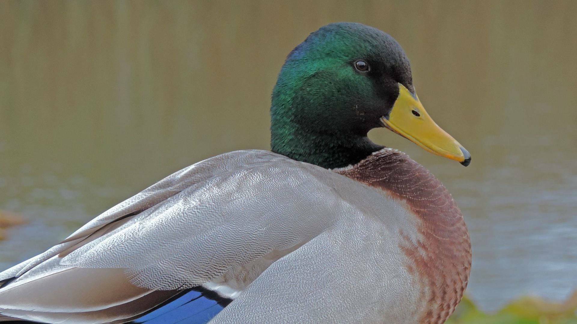 Italia. El último territorio salvaje