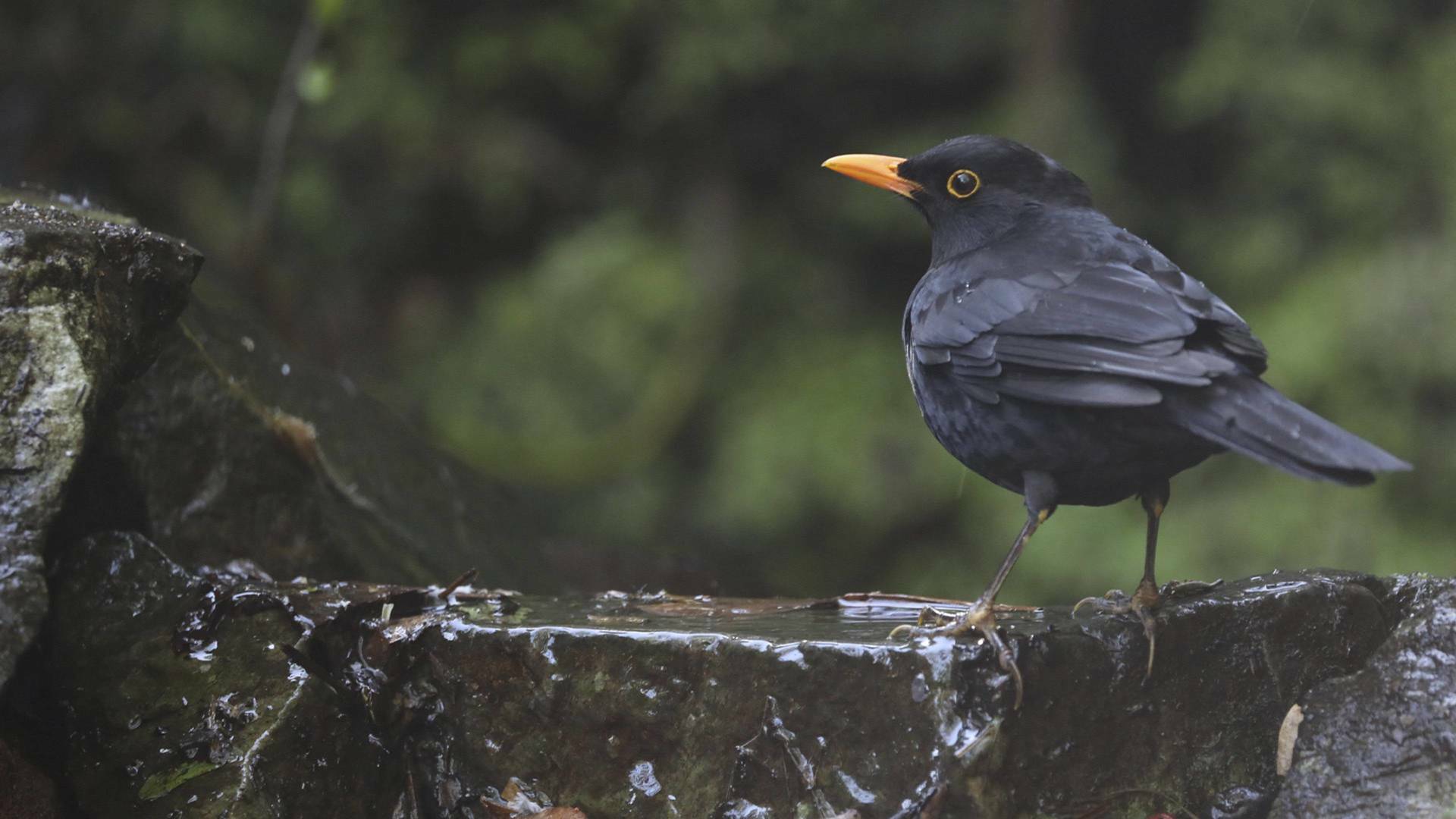 Garajonay, el bosque primigenio de Europa