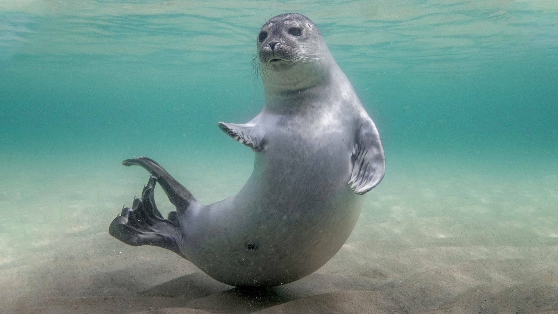 Mares en movimiento: Los milagros del Báltico