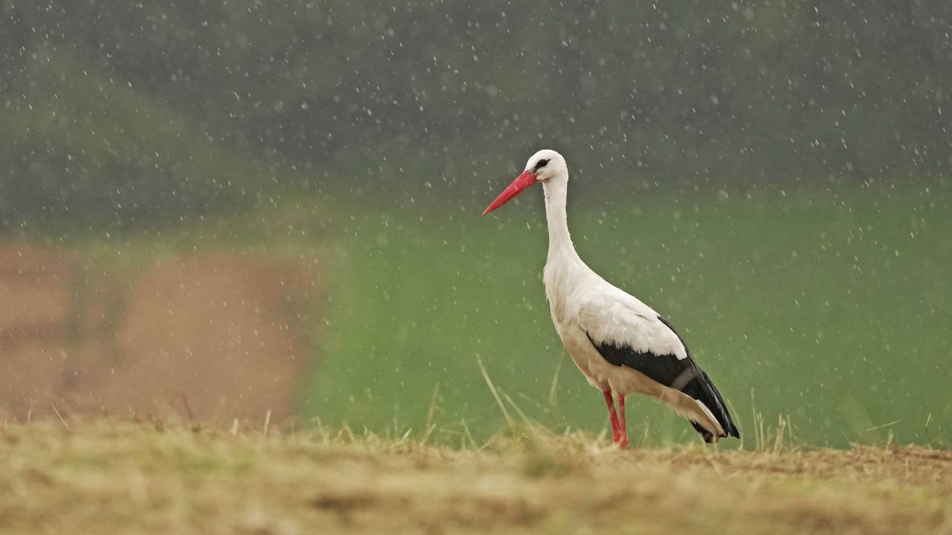 Tormentas, la vida de los animales bajo un clima salvaje