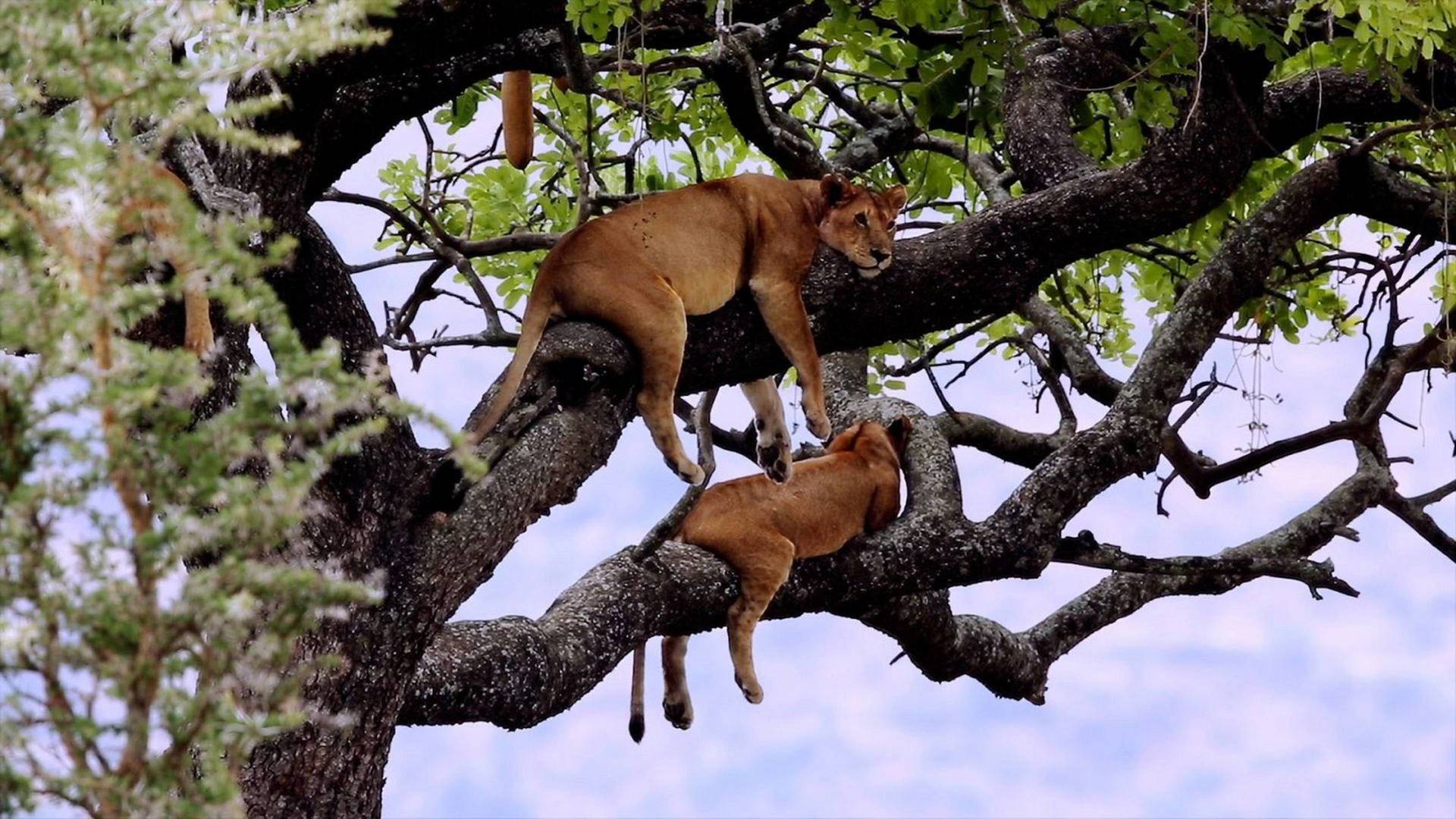 La vida en el reino...: Los grandes felinos