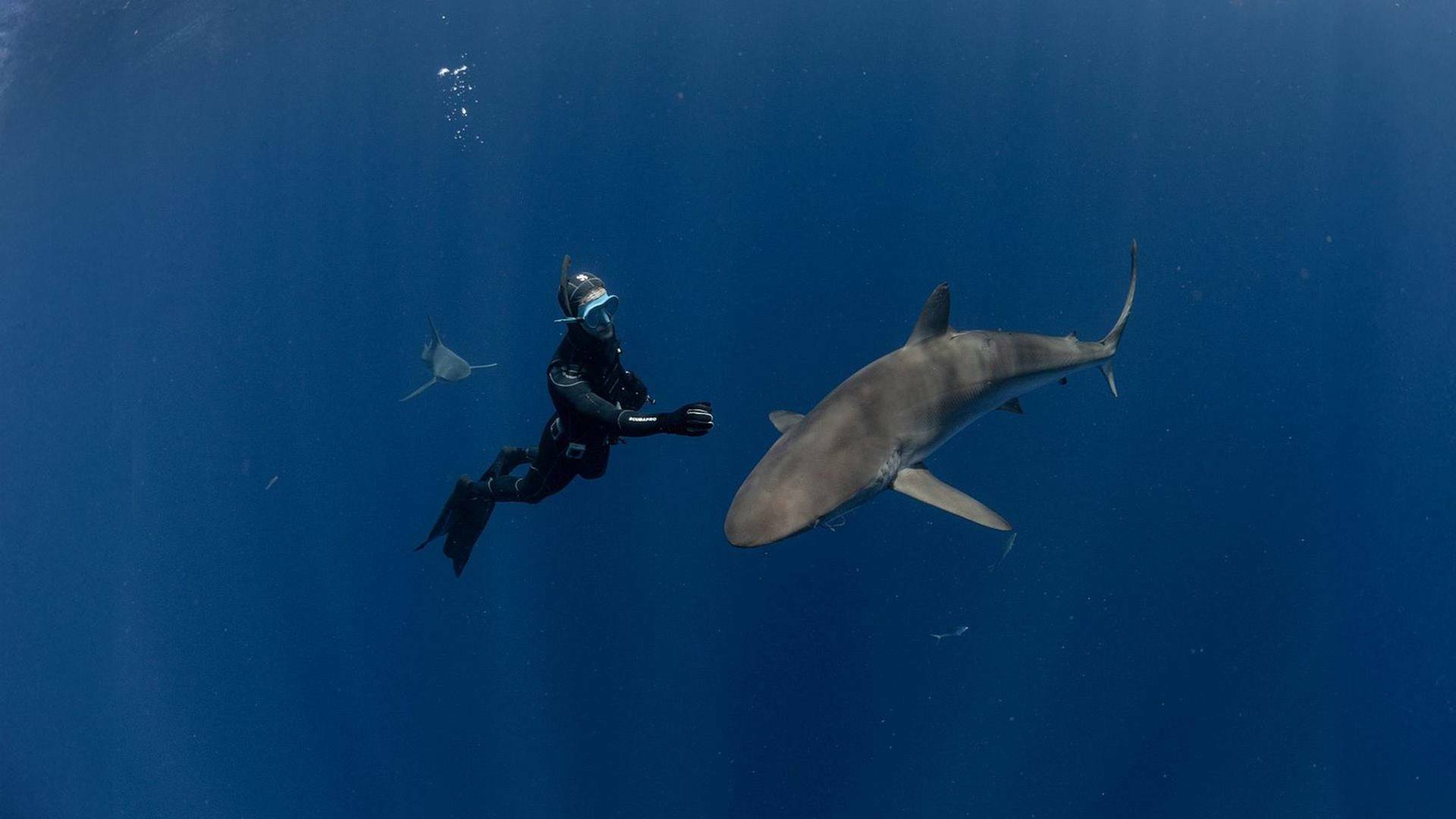 Tiburones de cerca