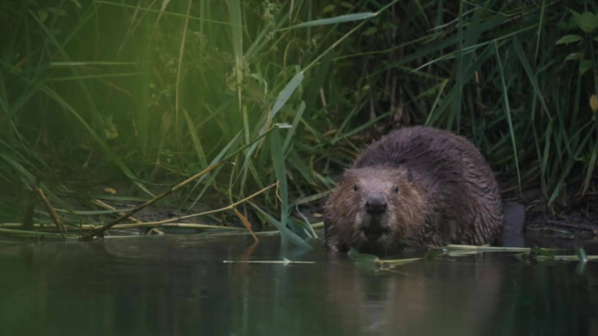 Castor, un superhéroe de la naturaleza