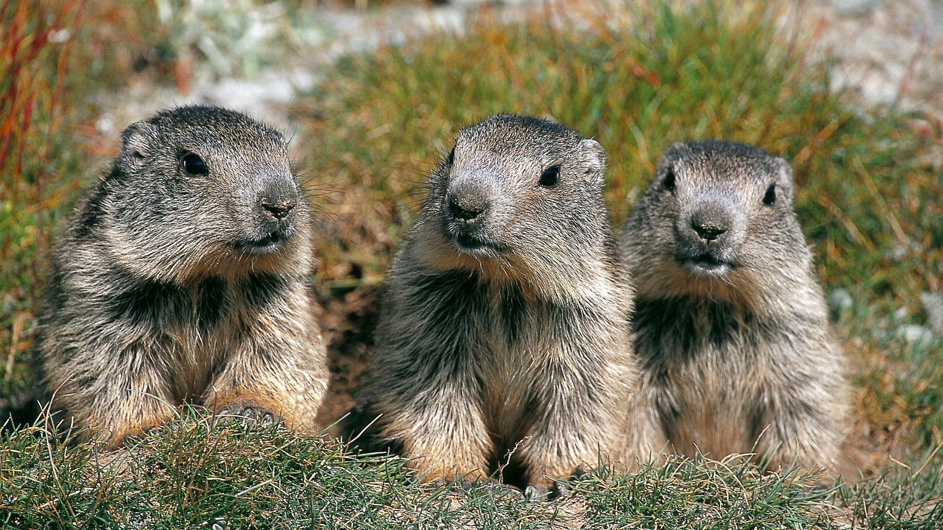 El clan de las marmotas