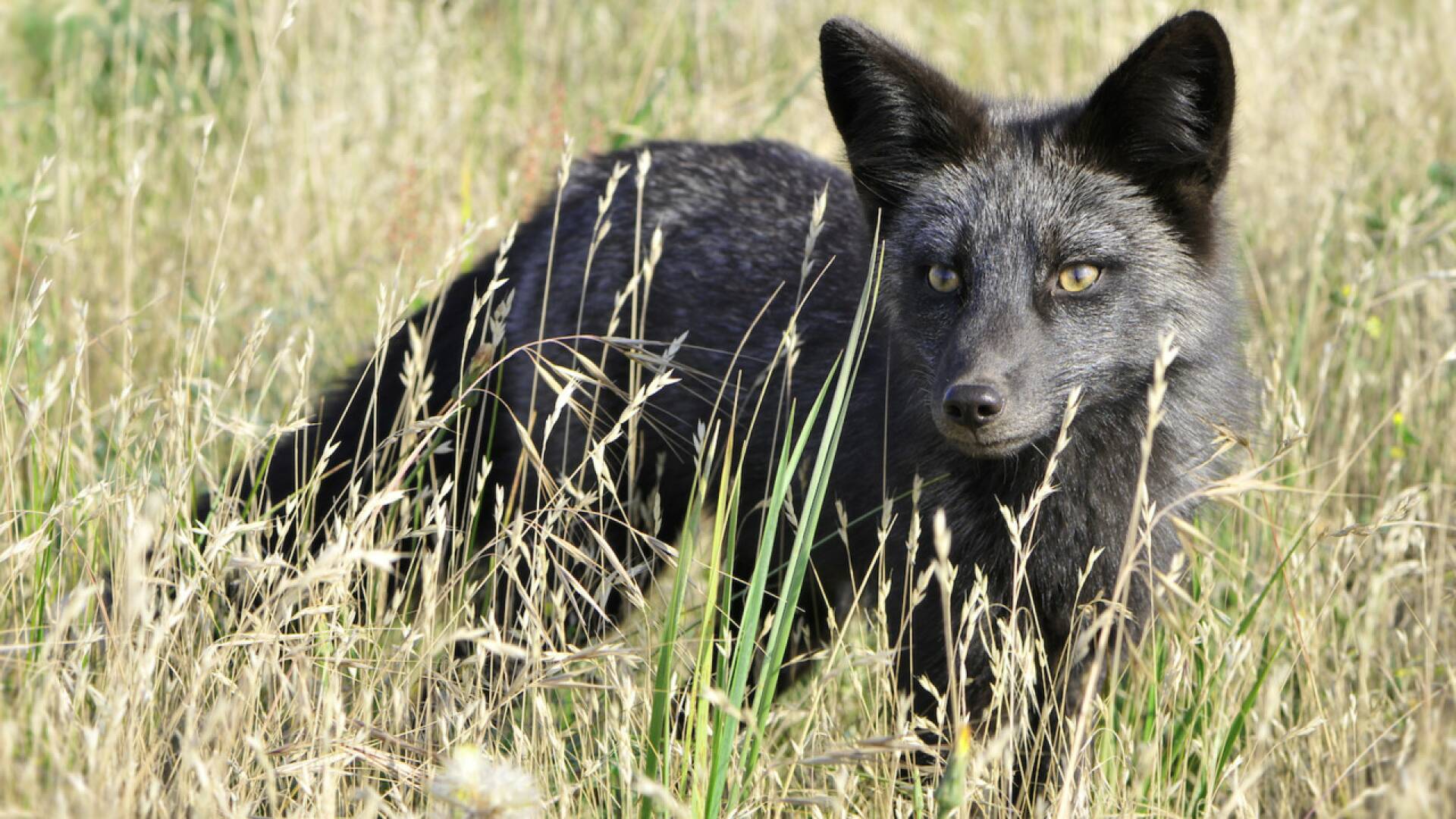 Jara y sedal (T25/26)