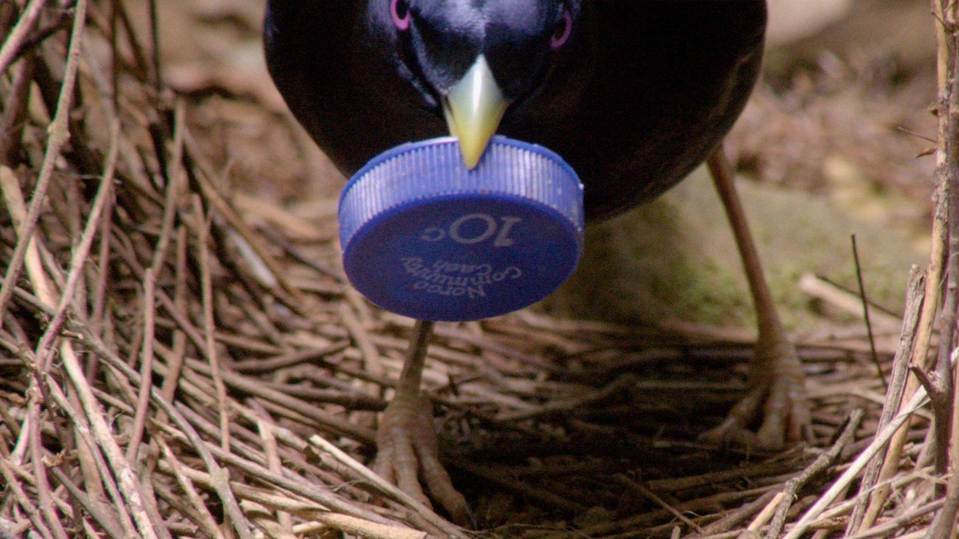 Profesiones salvajes