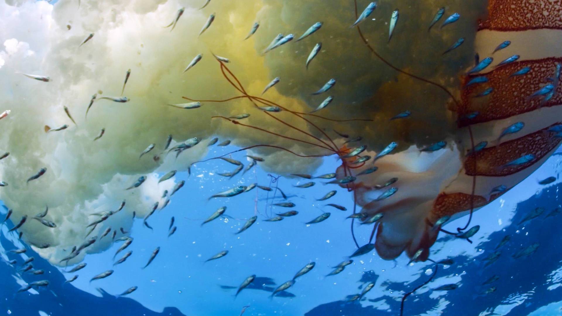 El mundo de los oceanos: Legado