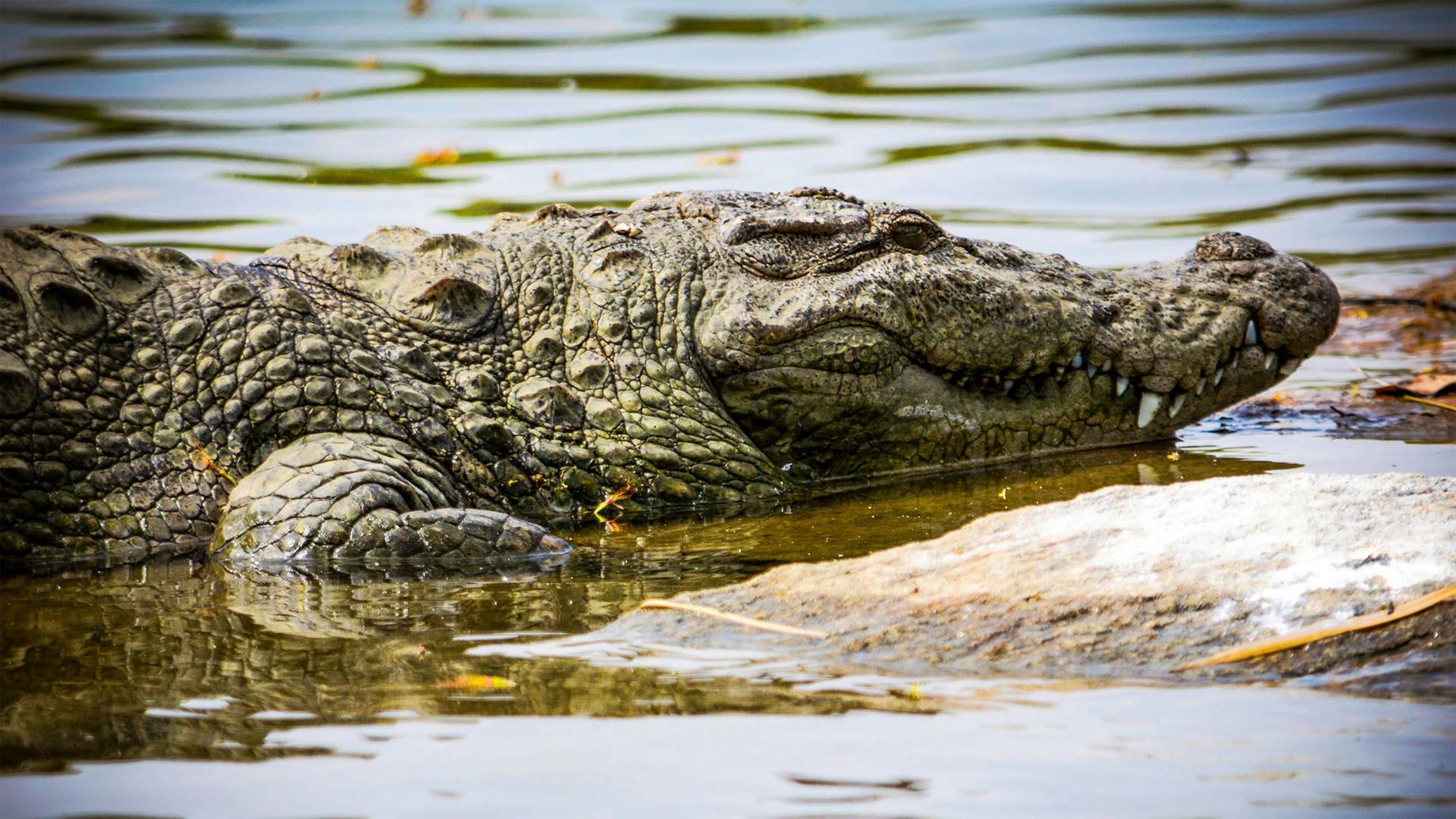 Del amanecer al crepúsculo