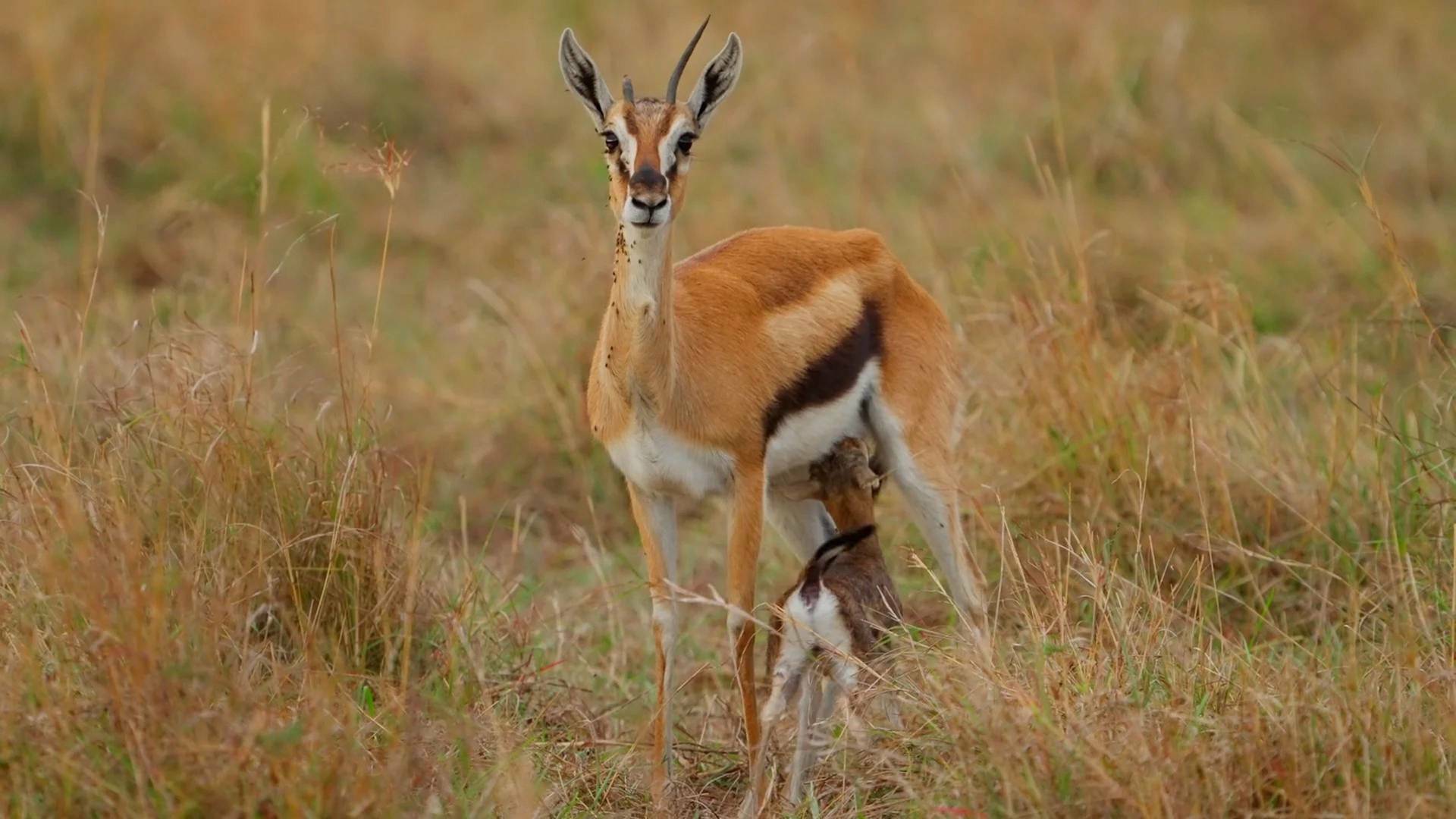 Dehesabana: Dos lugares, una vida salvaje