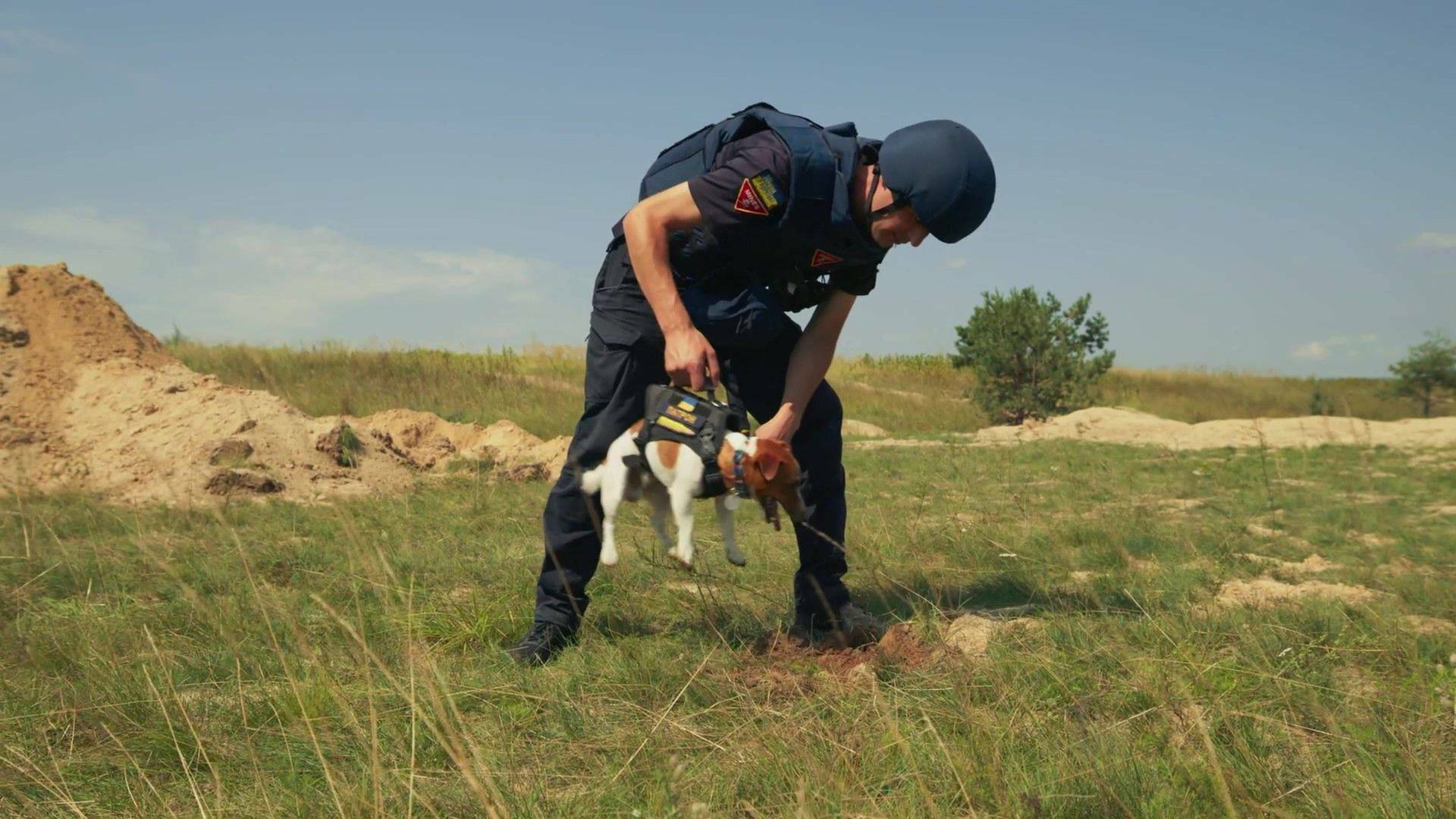 Nosotros, nuestras mascotas y la guerra