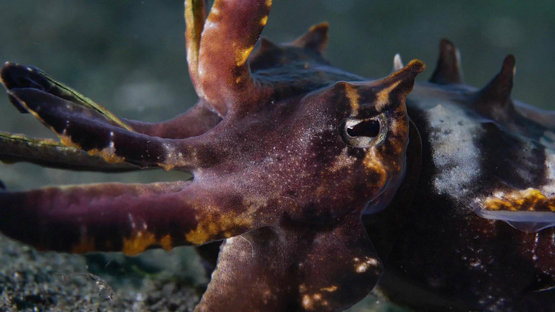 Los cuatro reyes, el santuario del mar de Halmahera