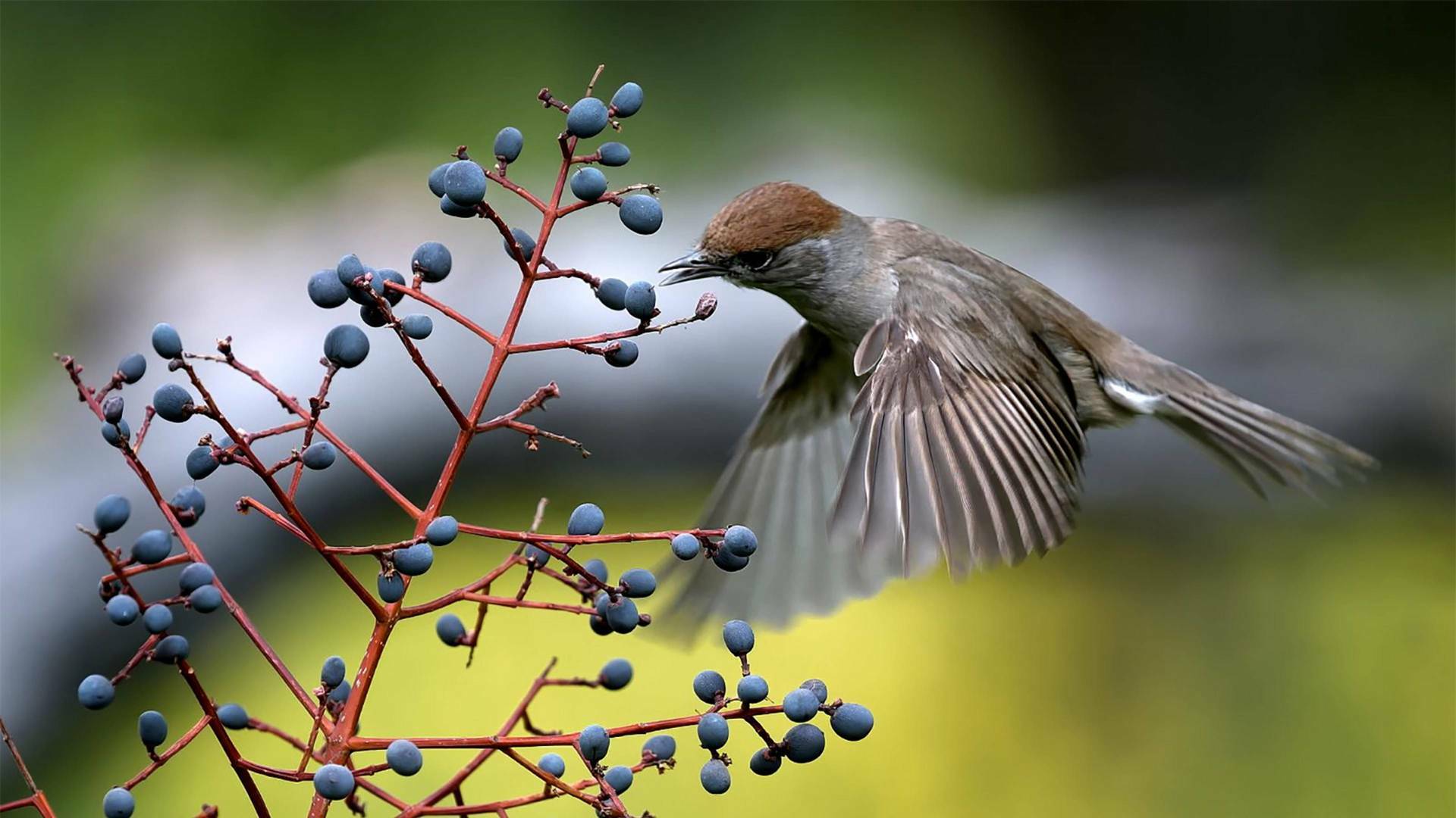 Belleza y seducción en la naturaleza 
