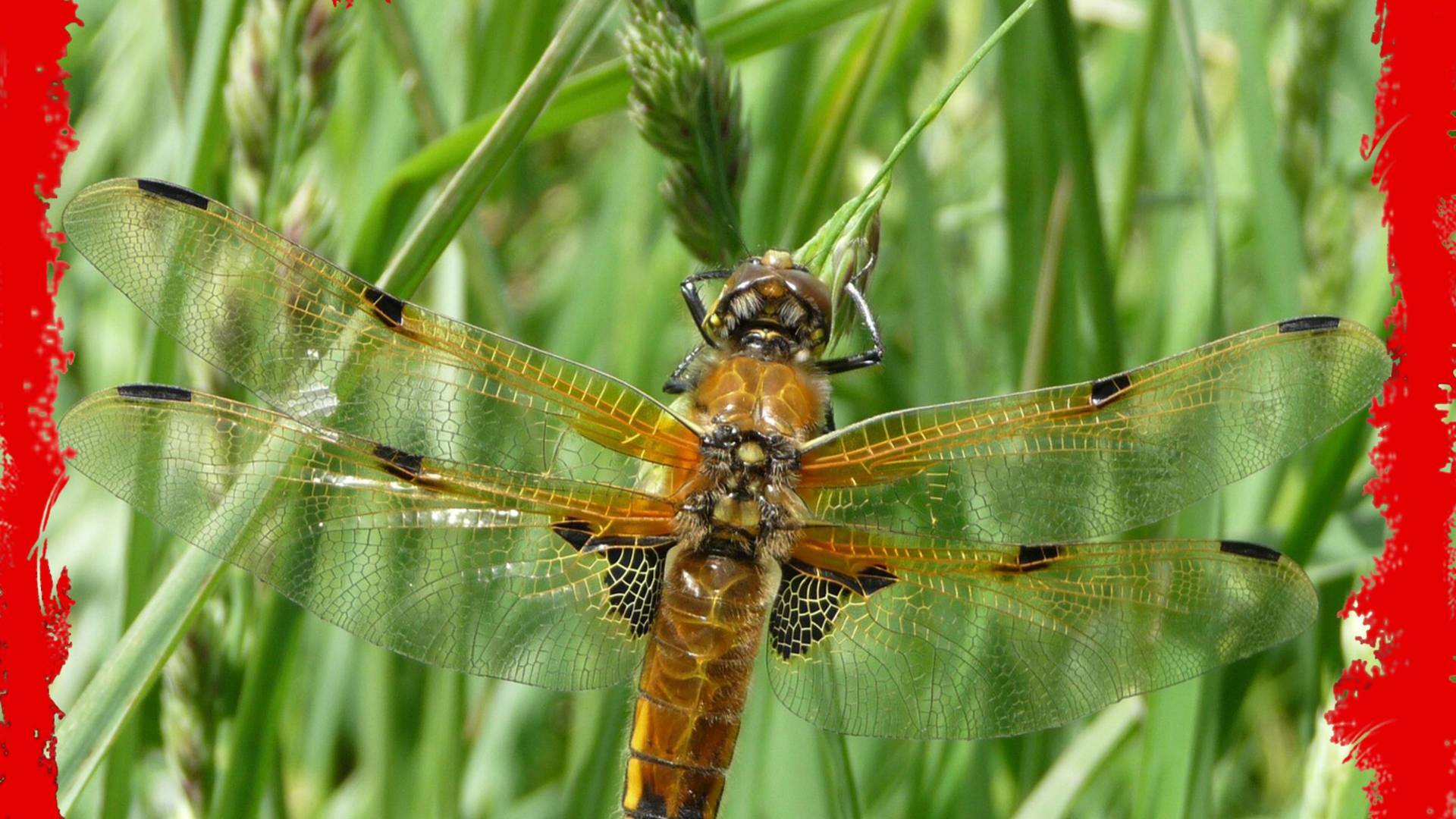 Fauna letal: Los más raros de América del sur