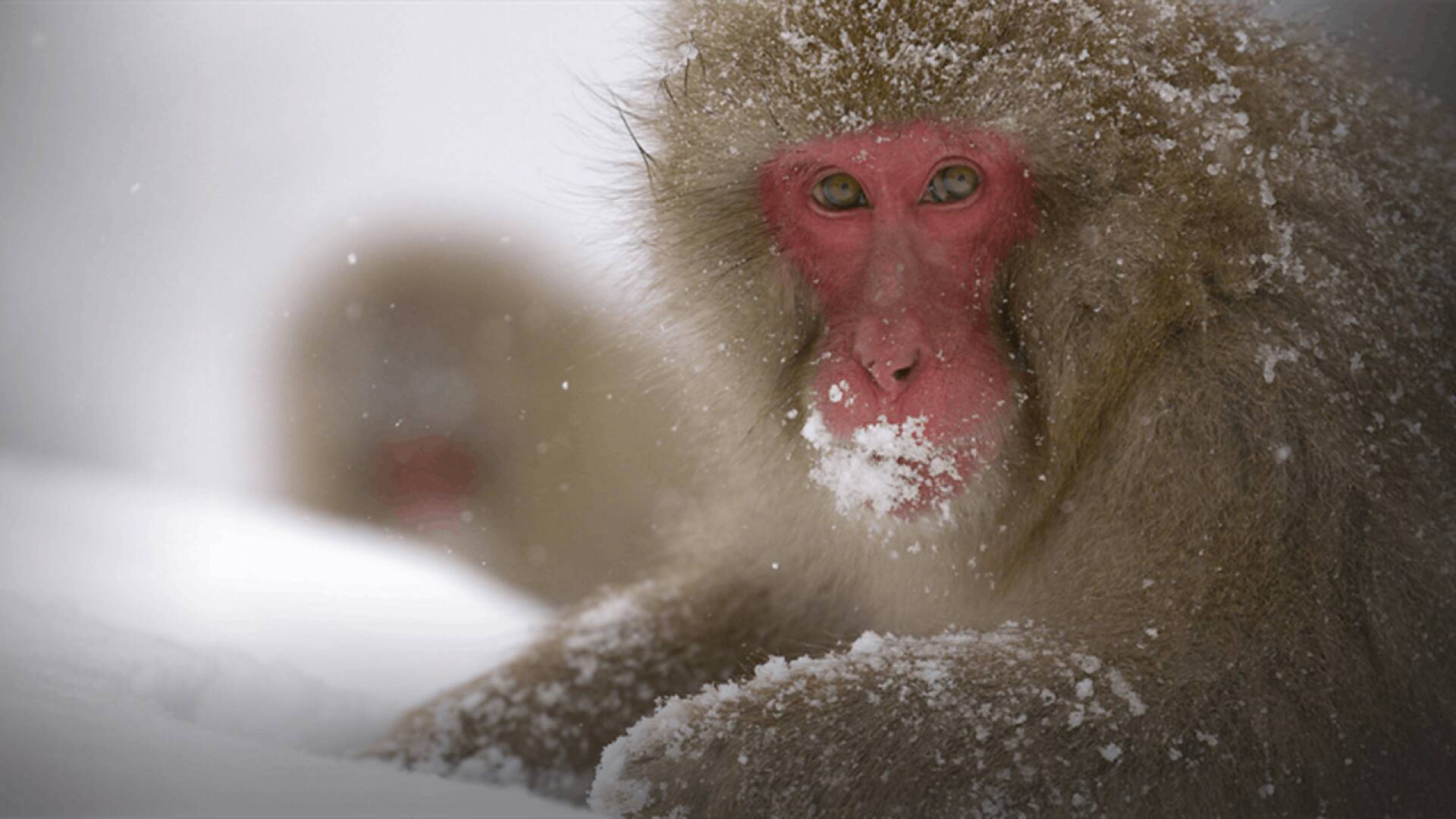 Wild Japón: monos de la nieve