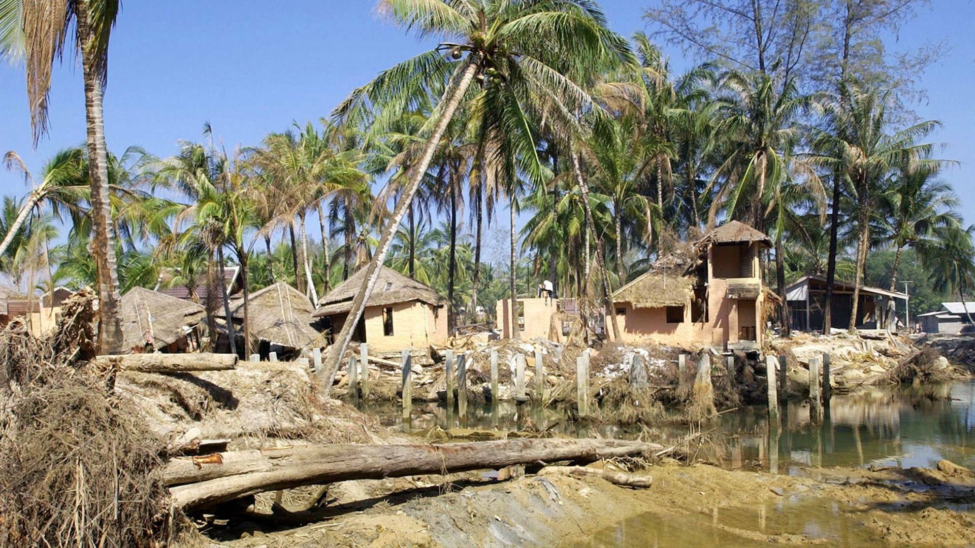 Tsunami: La carrera...: Noticias de última hora
