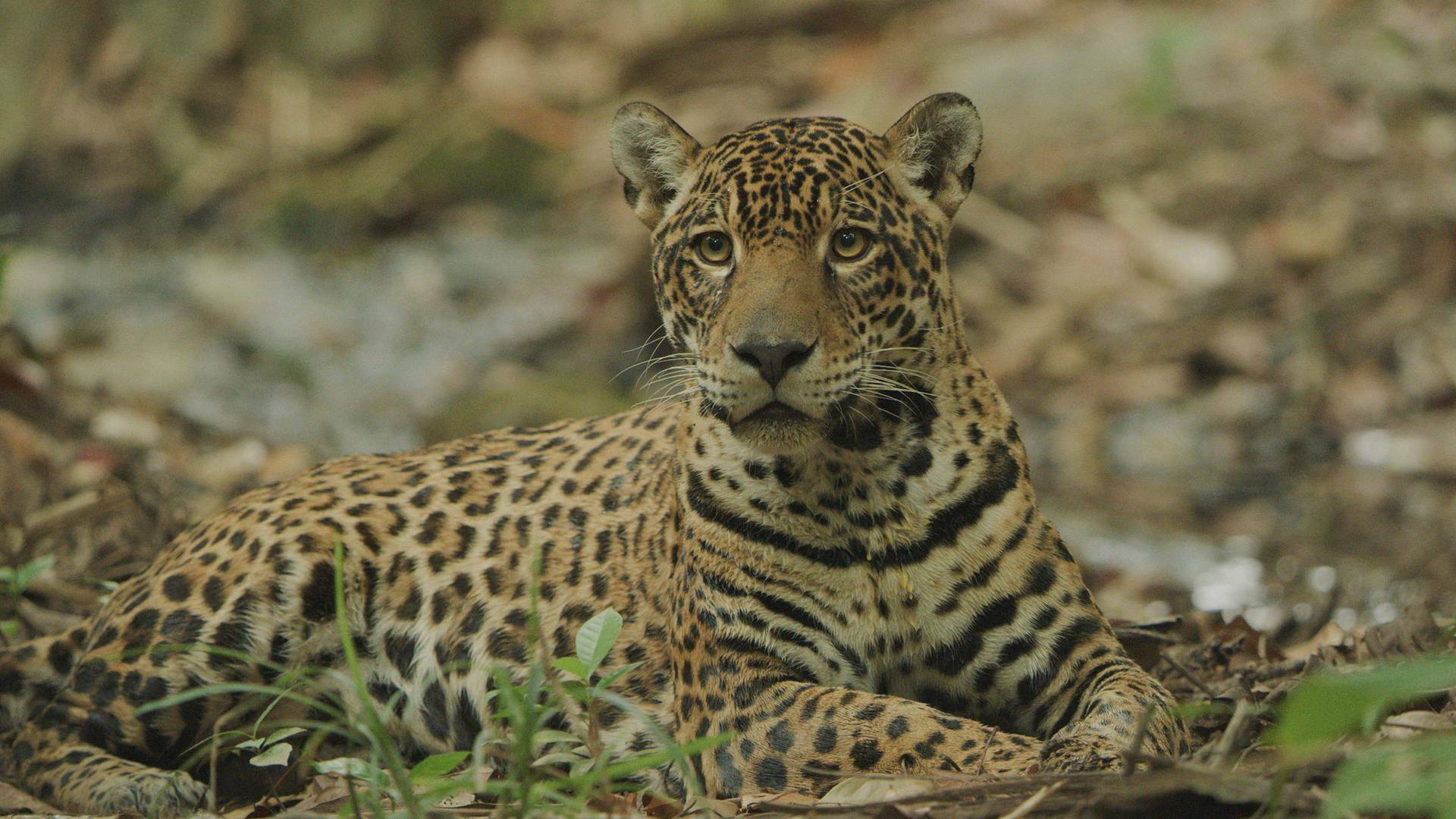 Jaguar: icono de la jungla de Guyana