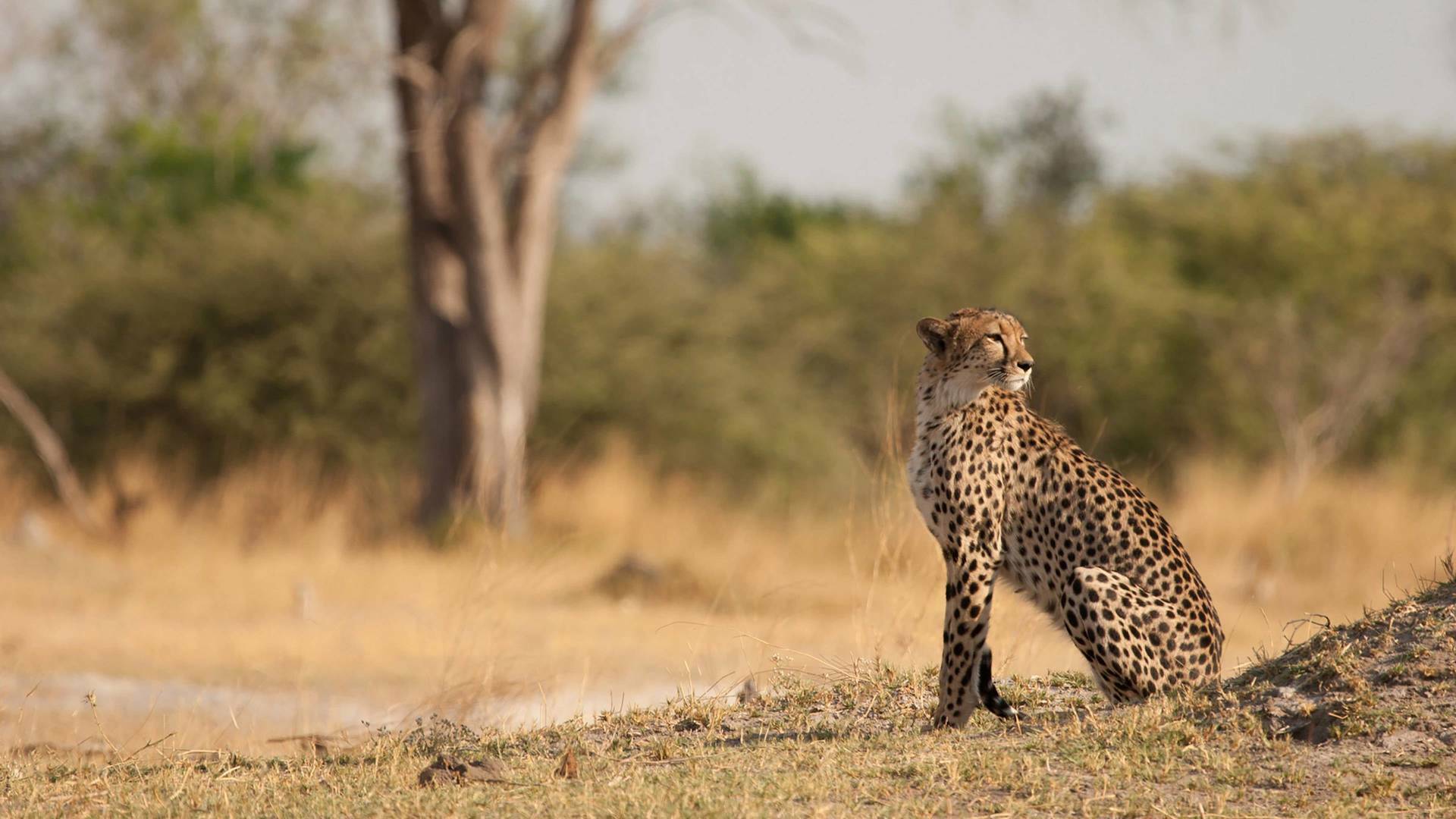 Safari letal: Cazadores vs. cazados
