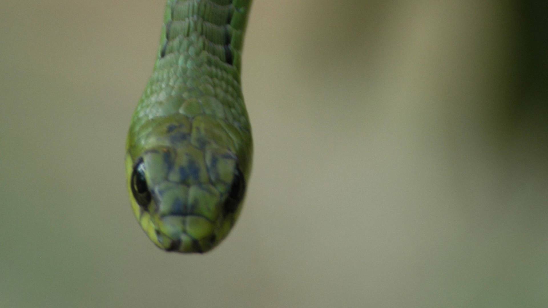 El mundo secreto de...: América y Australia