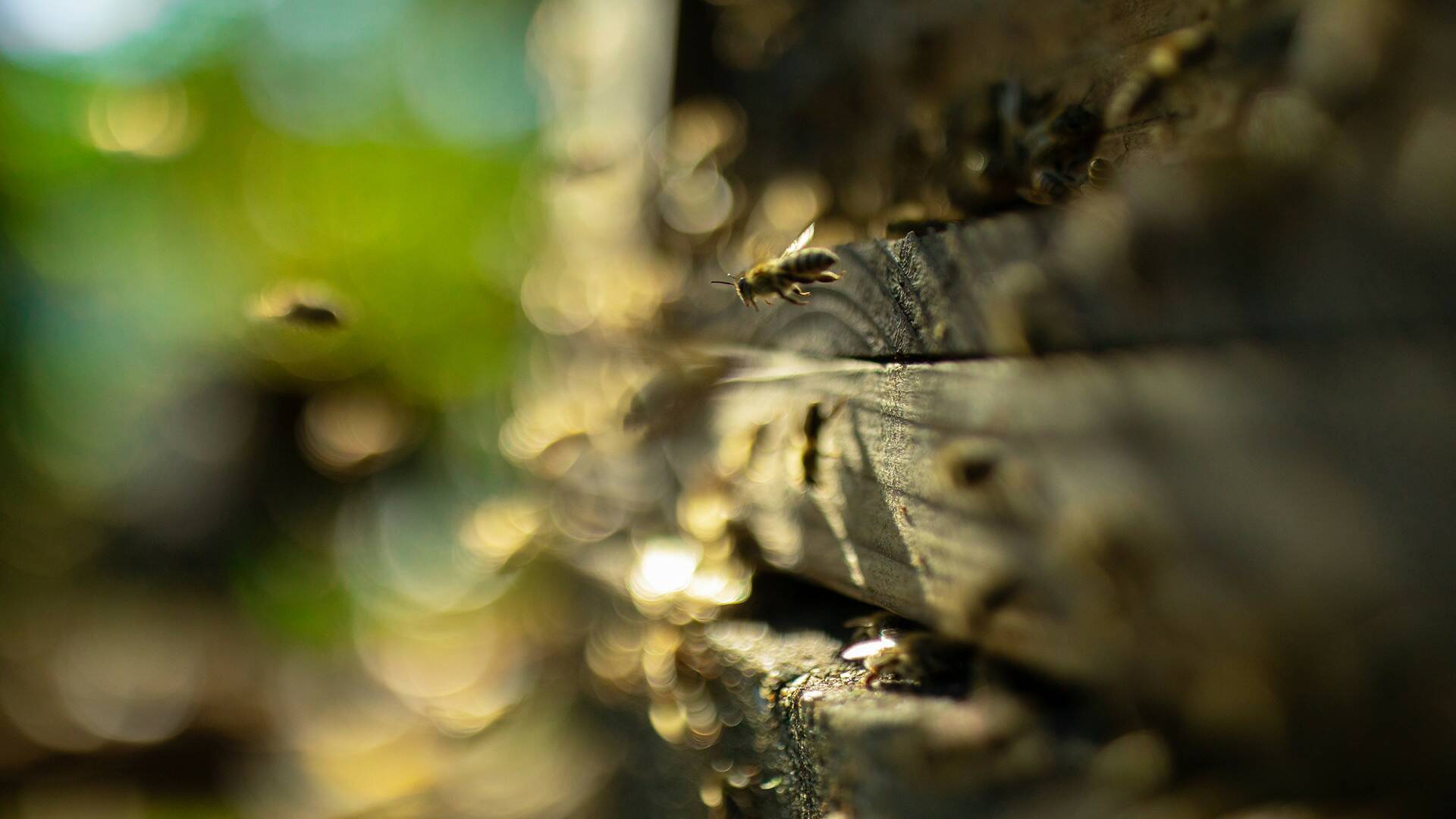 Los secretos de las...: La colmena