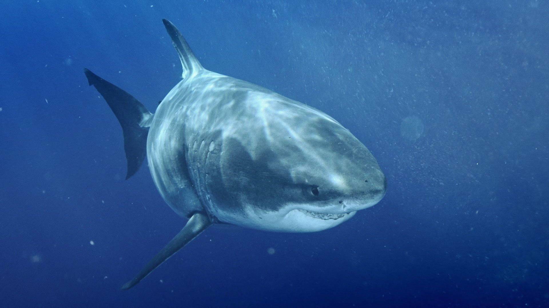 Los tiburones más grandes del mundo