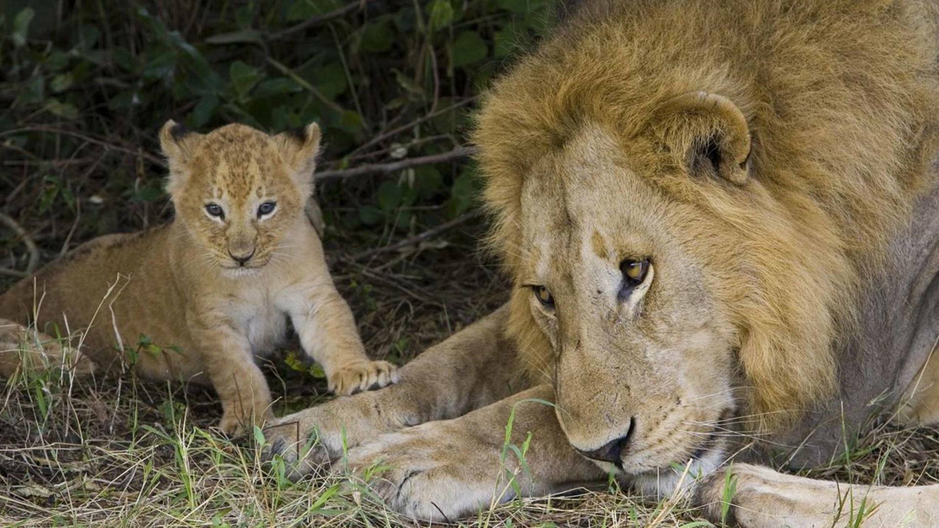 Los cerebros y bebés...: Animales superdotados