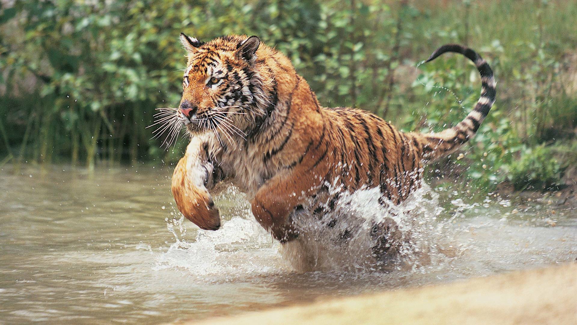 Animales aún más salvajes: Alteración del orden público