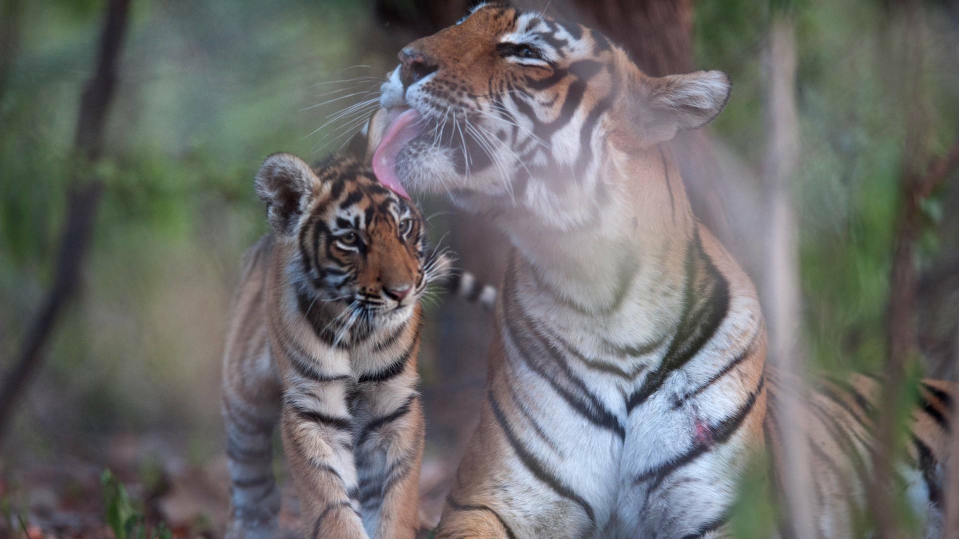 La venganza del tigre