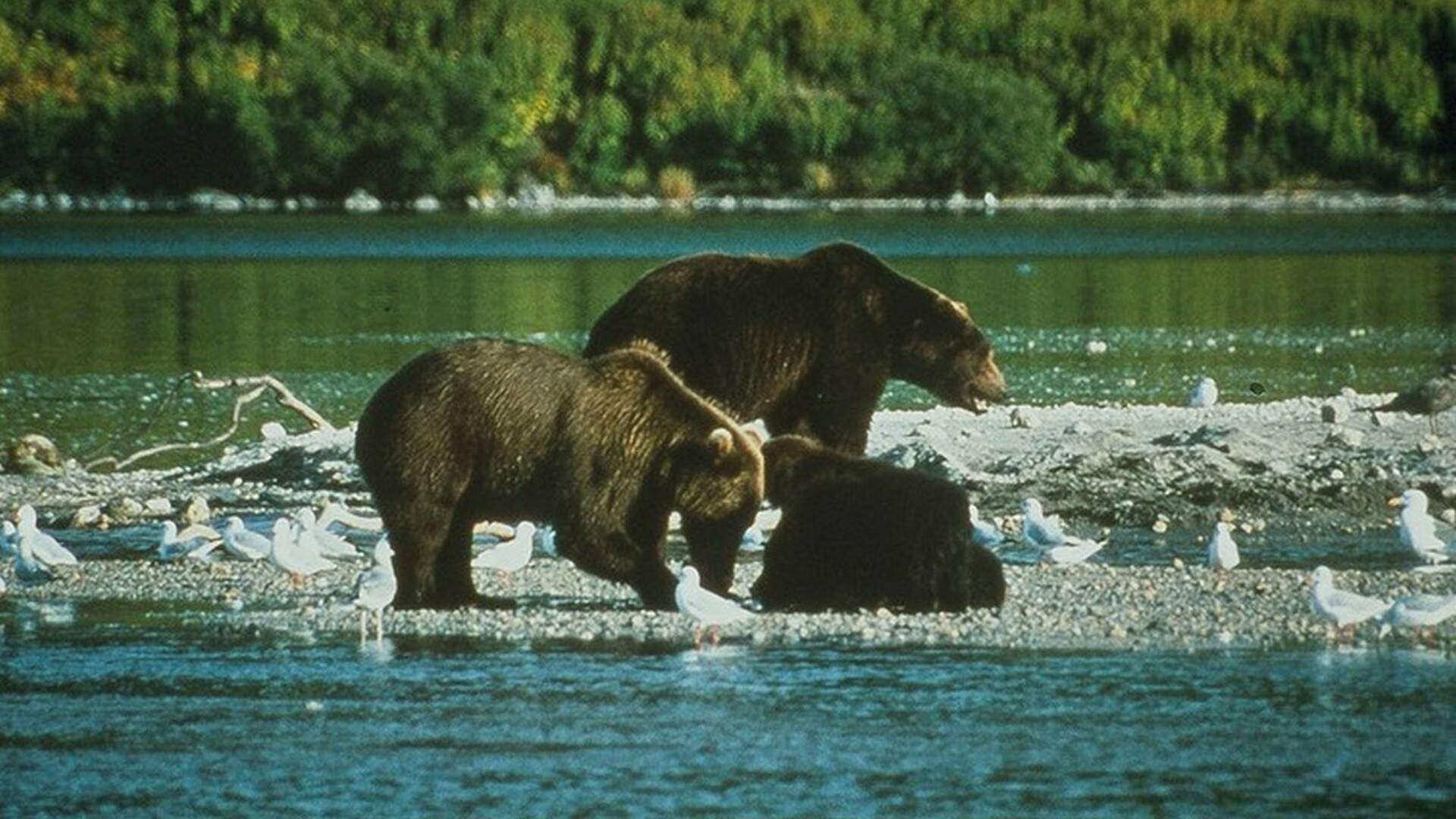 La tierra de los 10,000 osos pardos