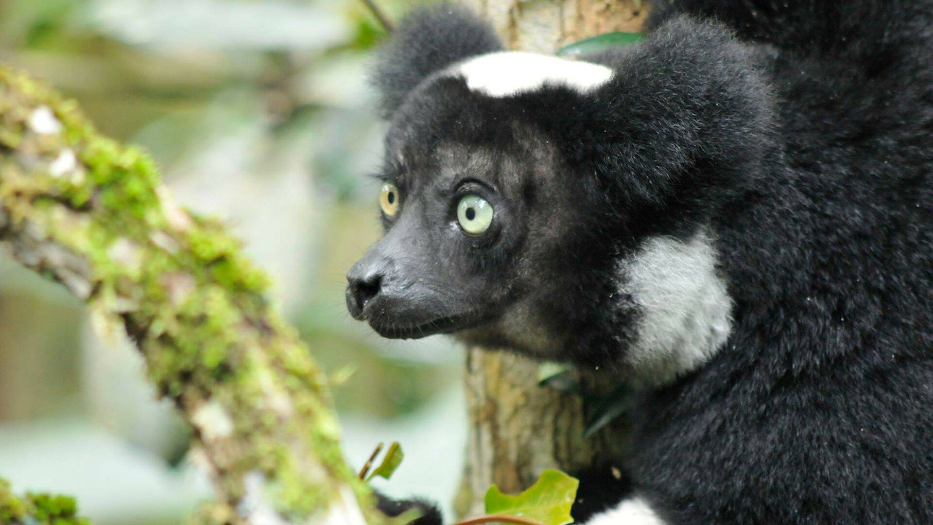 Madagascar: leyendas de la isla de los lémures