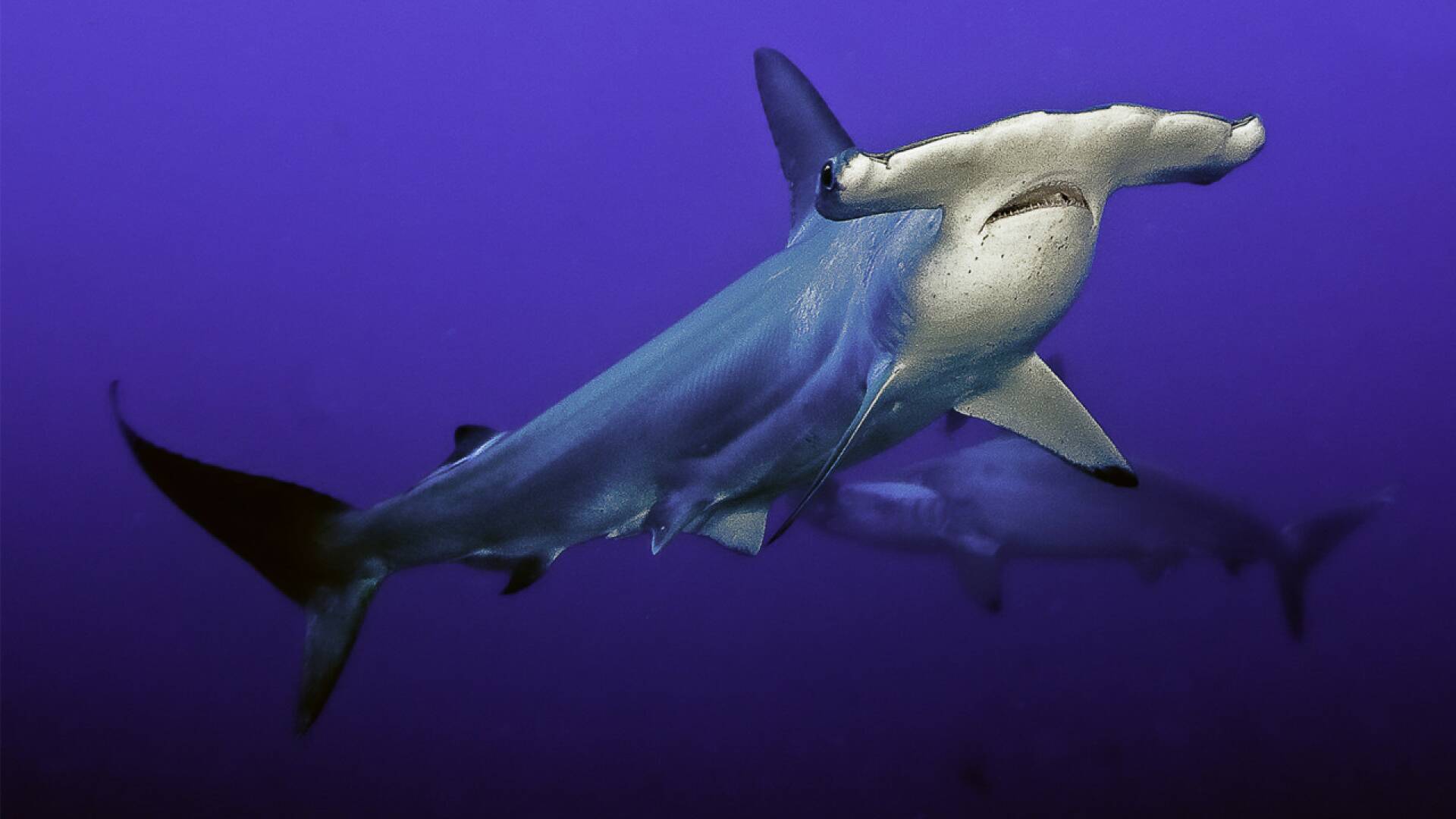 El tiburón martillo gigante