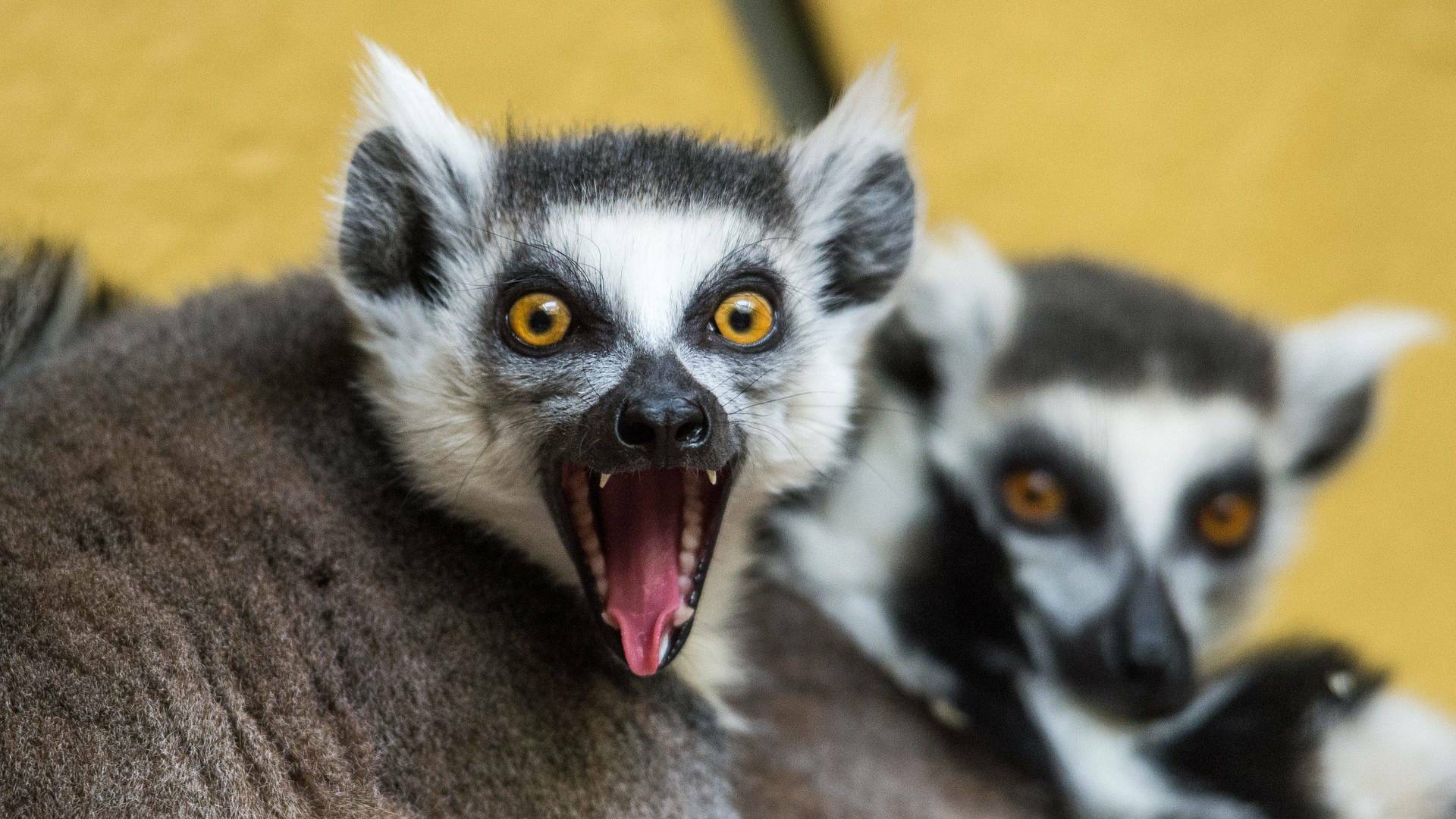 Lemures legendarios de Madagascar