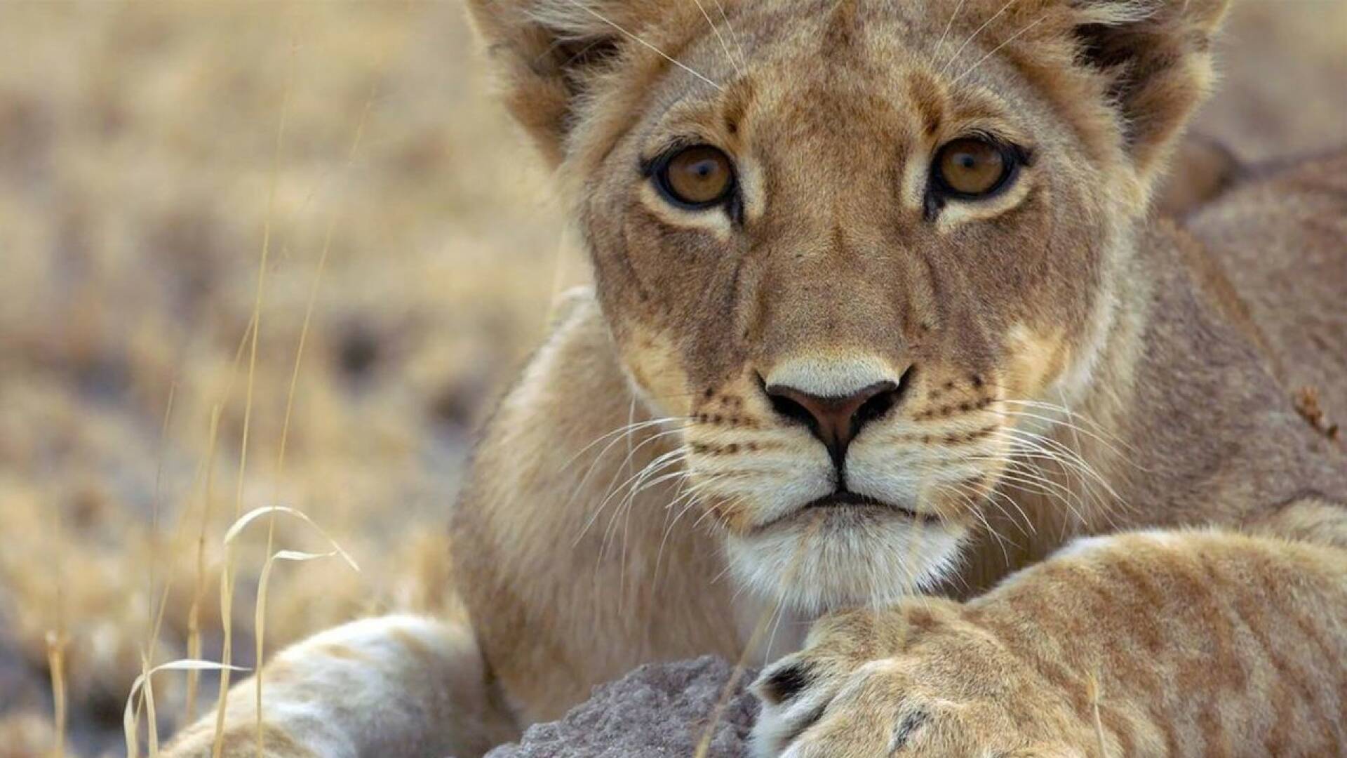 Los felinos de la tormenta