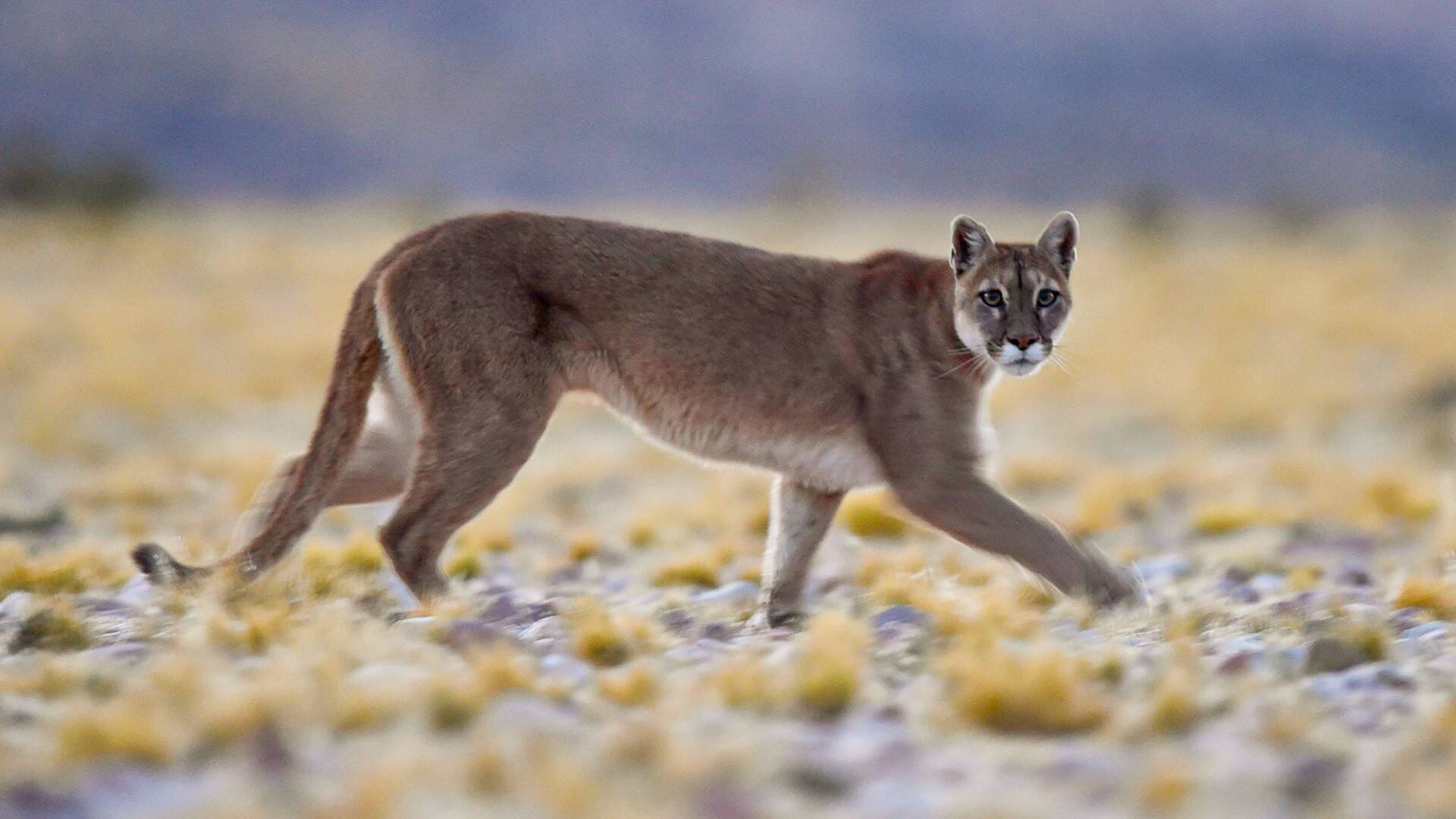 Wild Argentina: Las montañas extremas