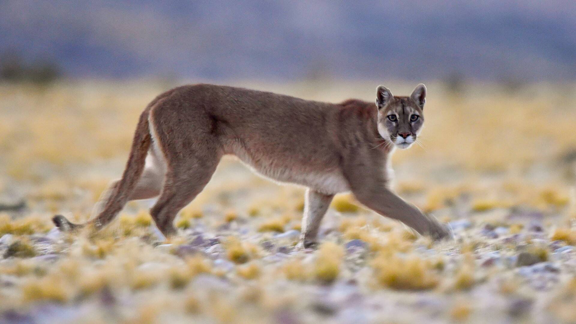 Wild Argentina: La costa letal