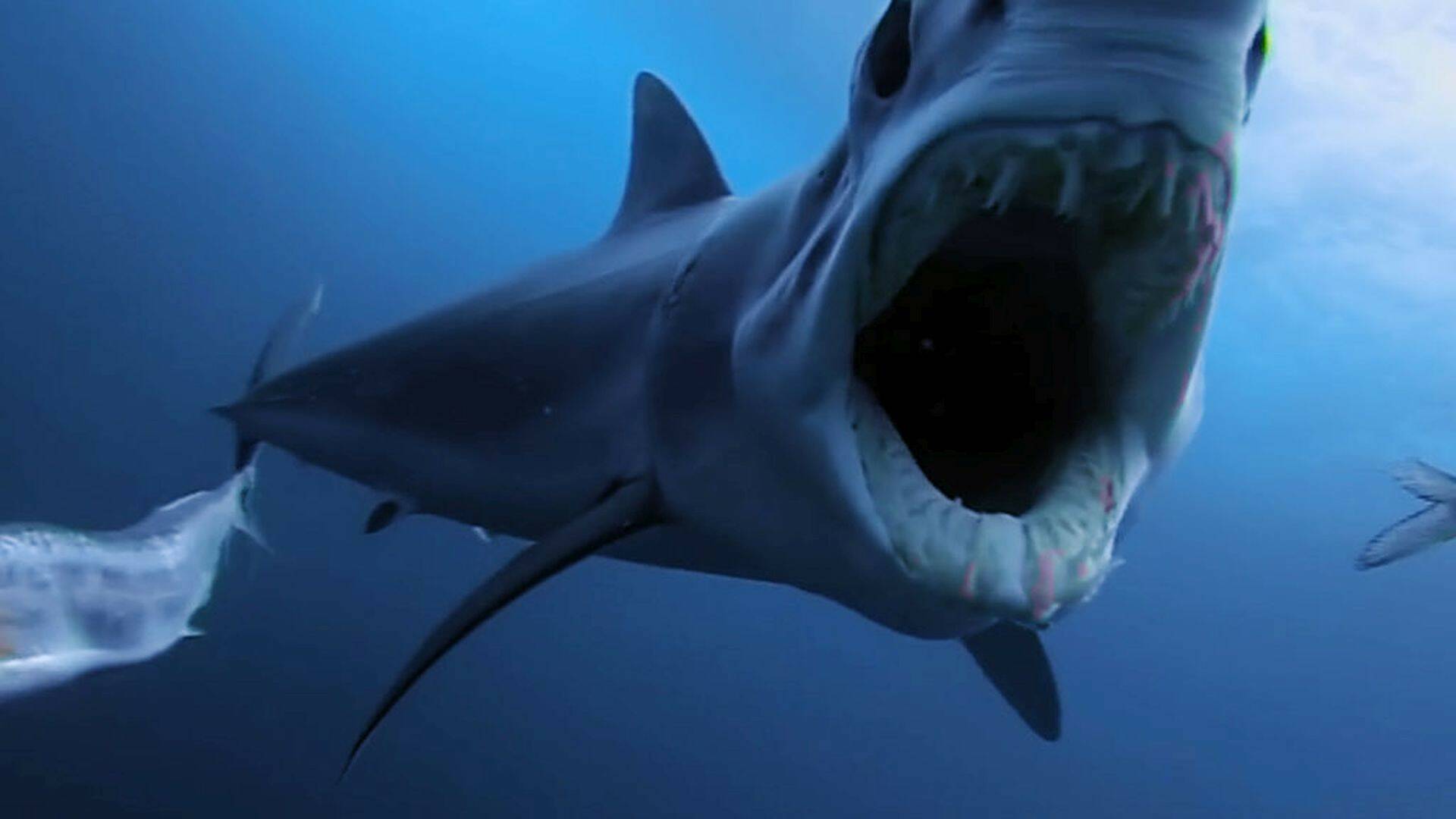 Tiburón contra depredador