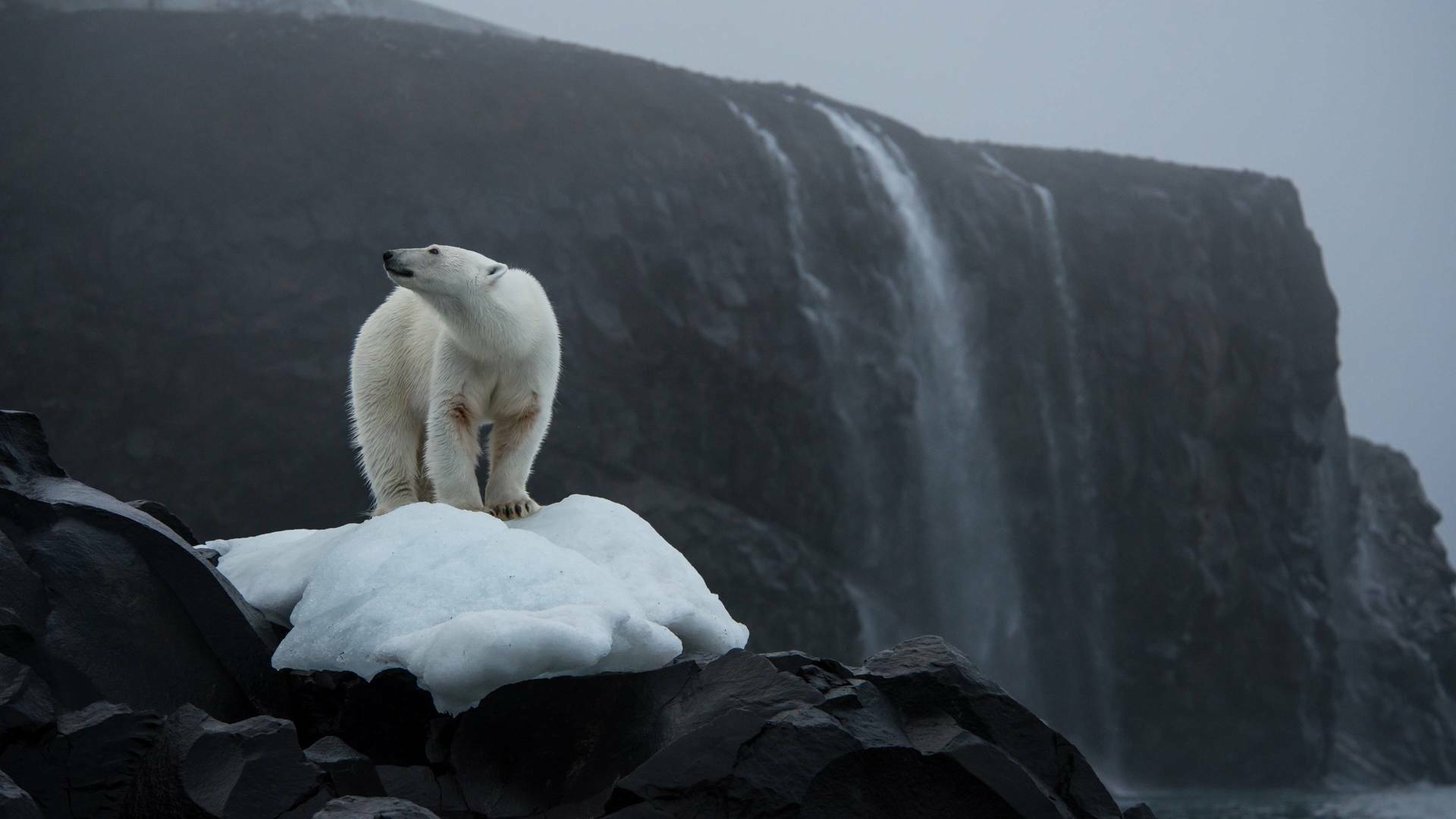 Guerreros de los océanos