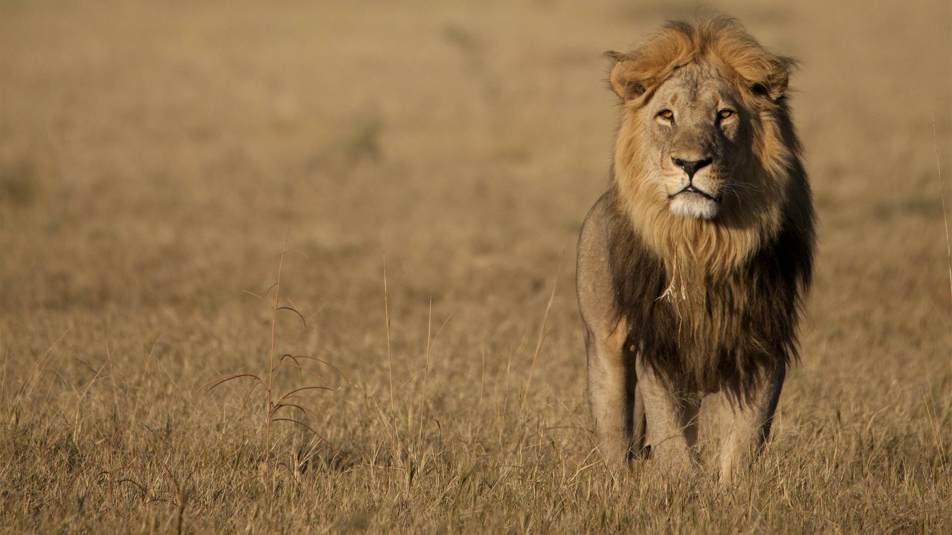 Savage Kingdom 2: La...: Reino de traidores