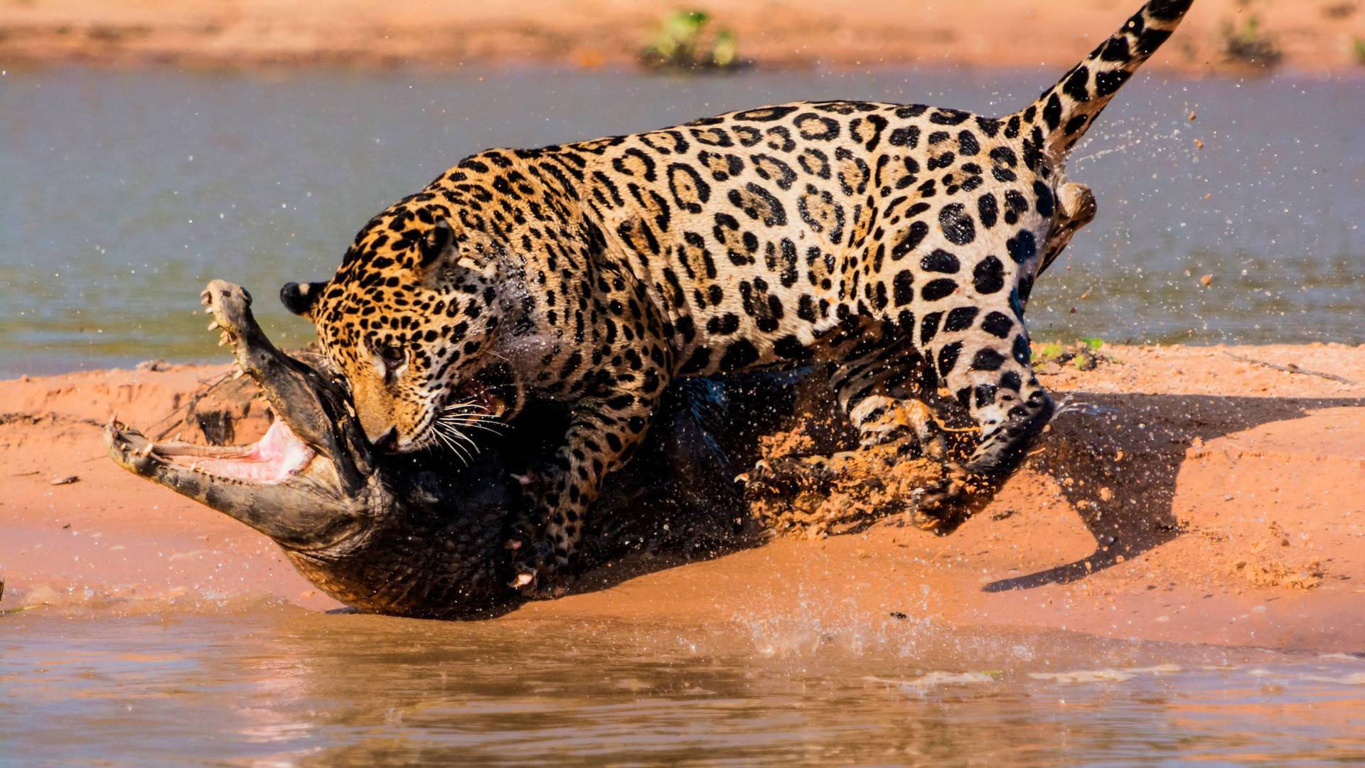 Jaguar contra cocodrilo