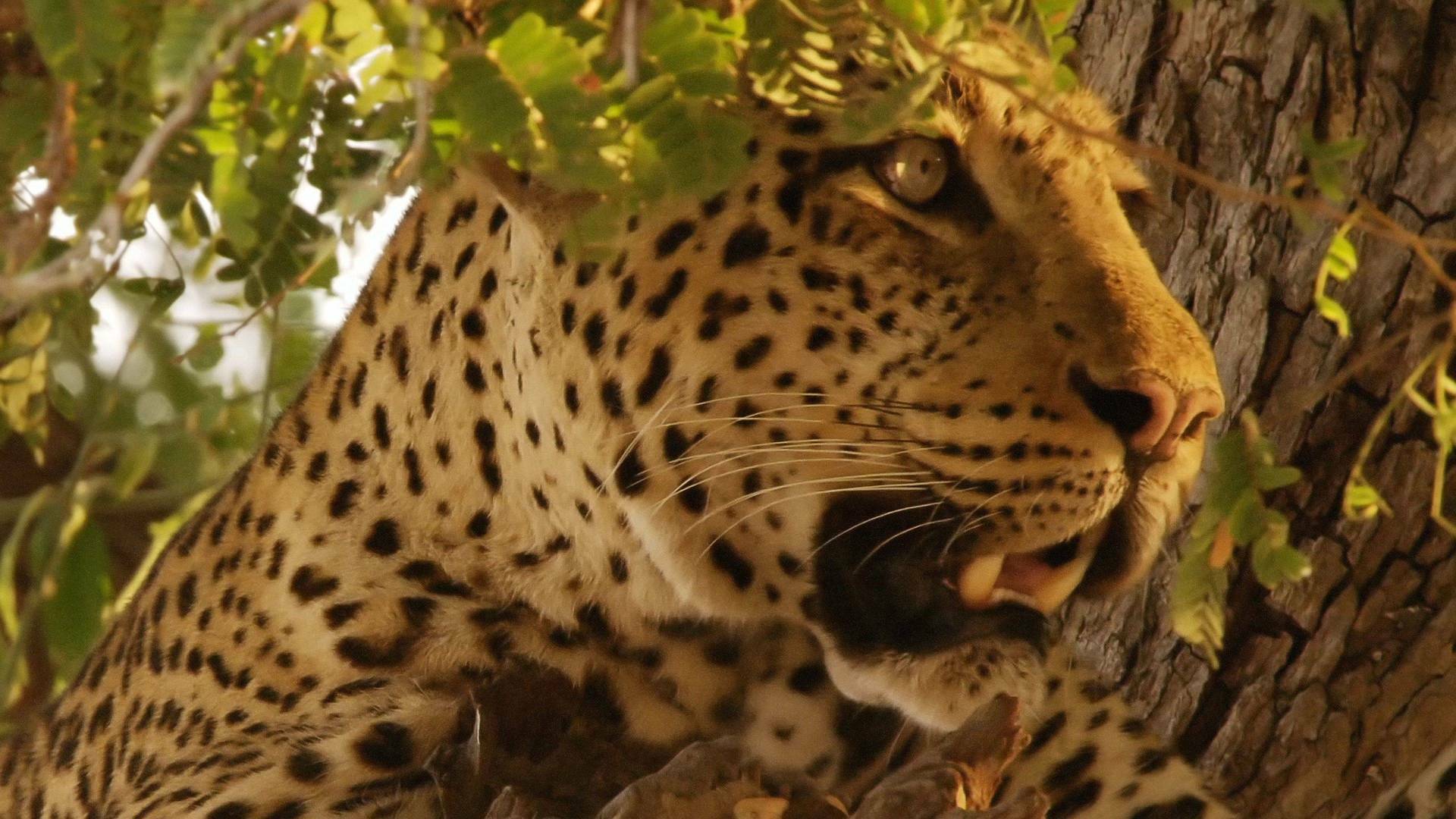 Cazadores de África 