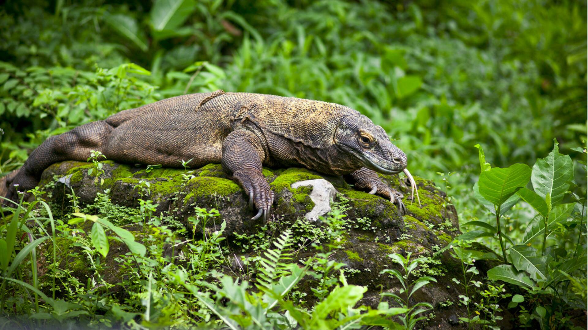 Dragones de Komodo