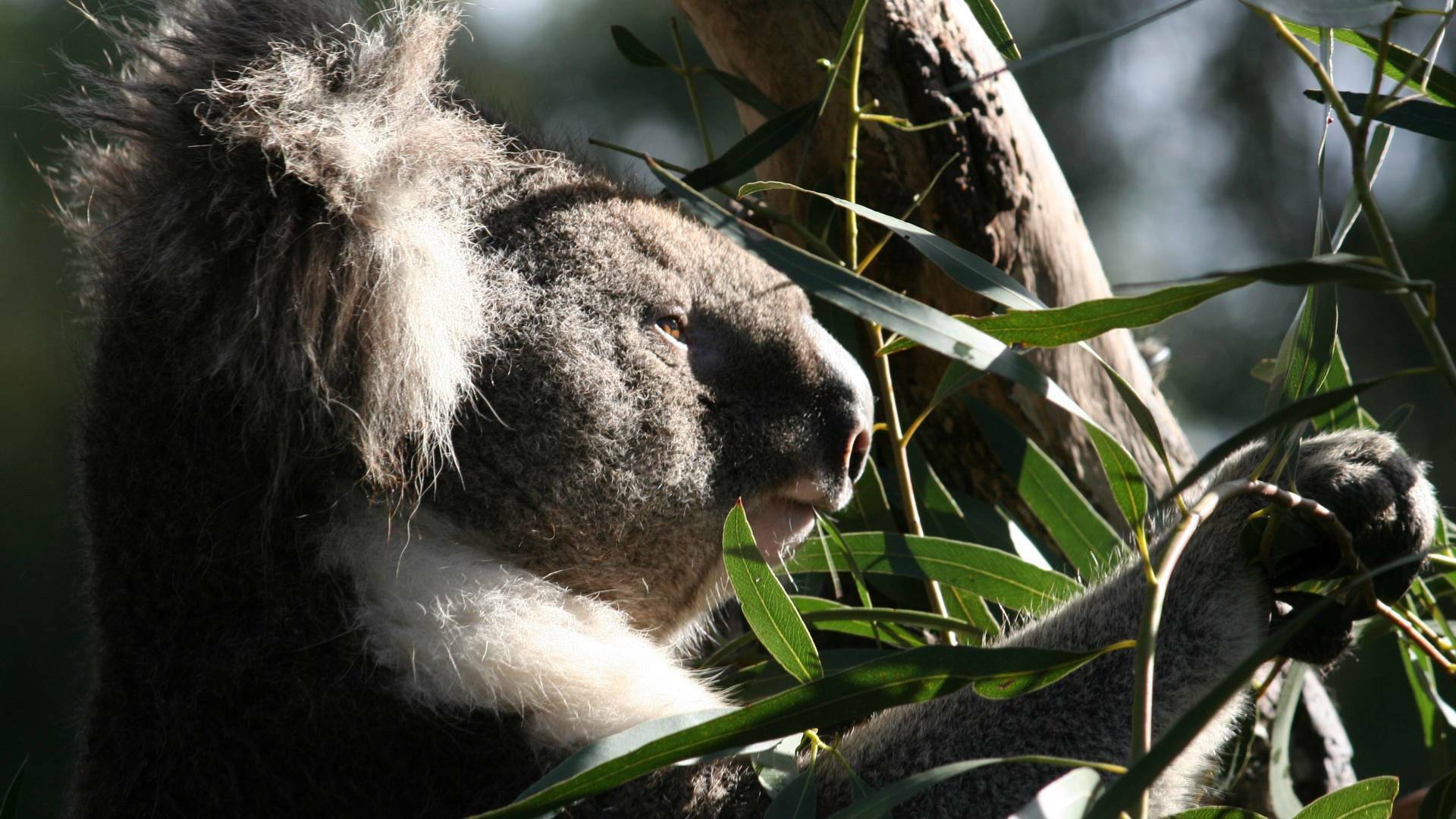 Sky Safari: Australia