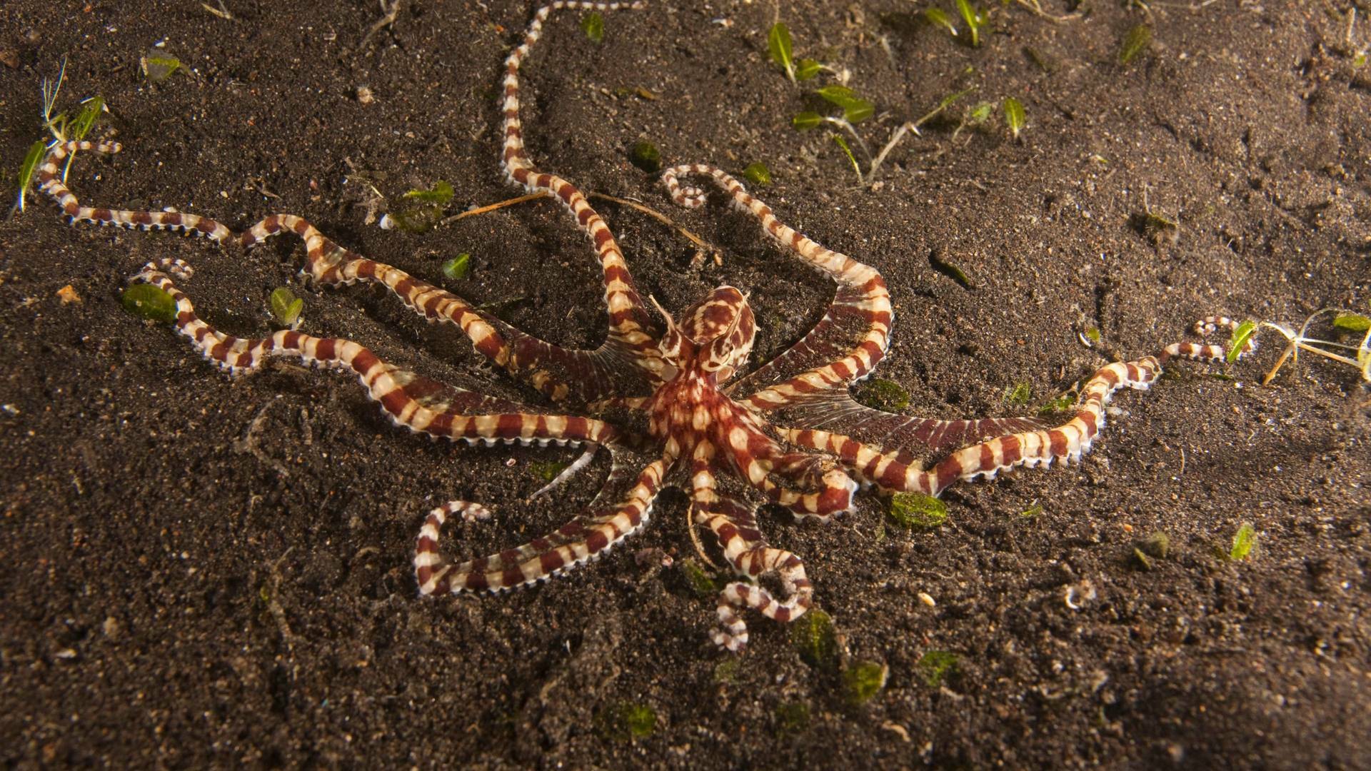 Los secretos naturales...: Supervivientes de montaña