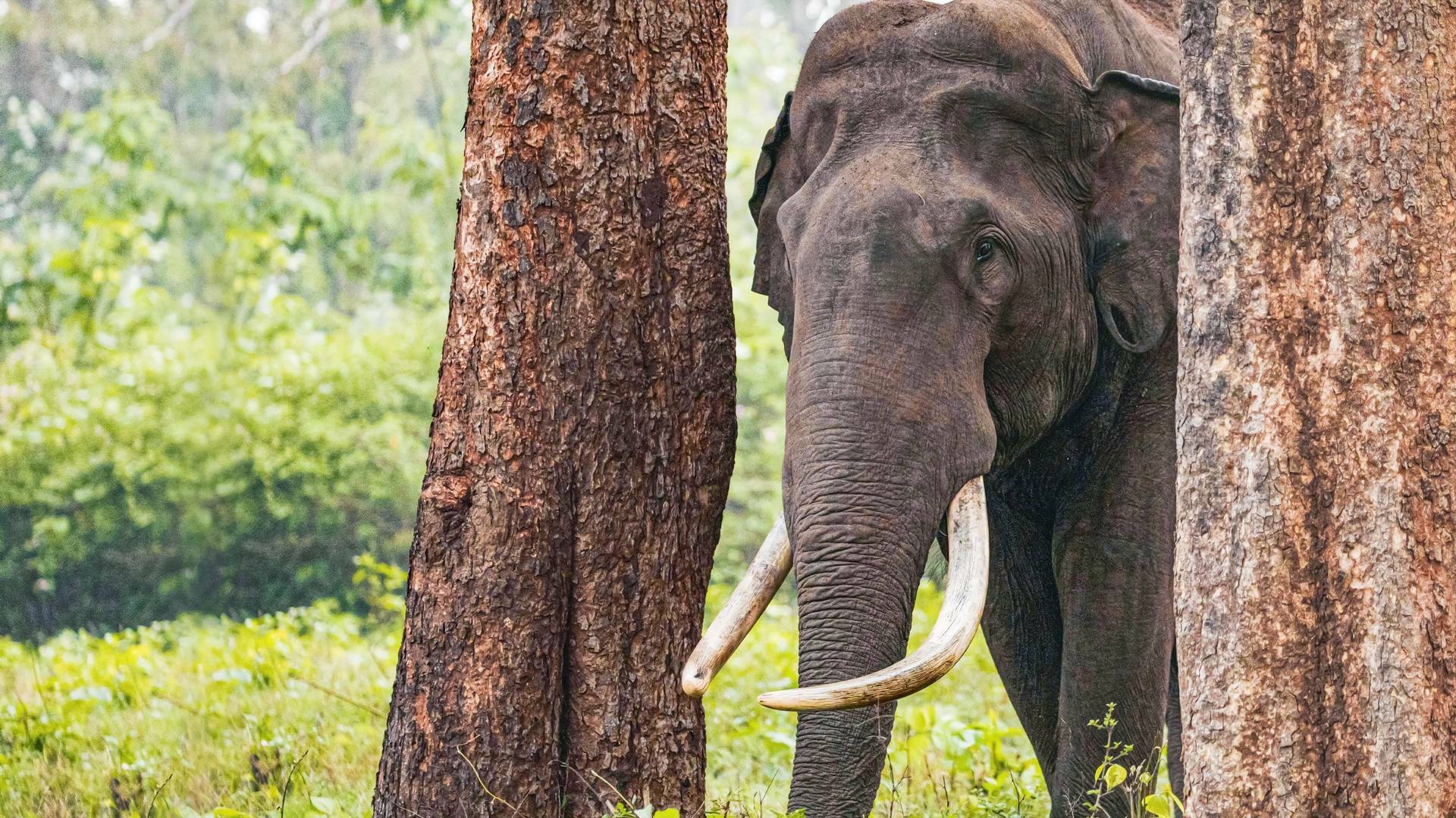 Los secretos de los...: El desierto