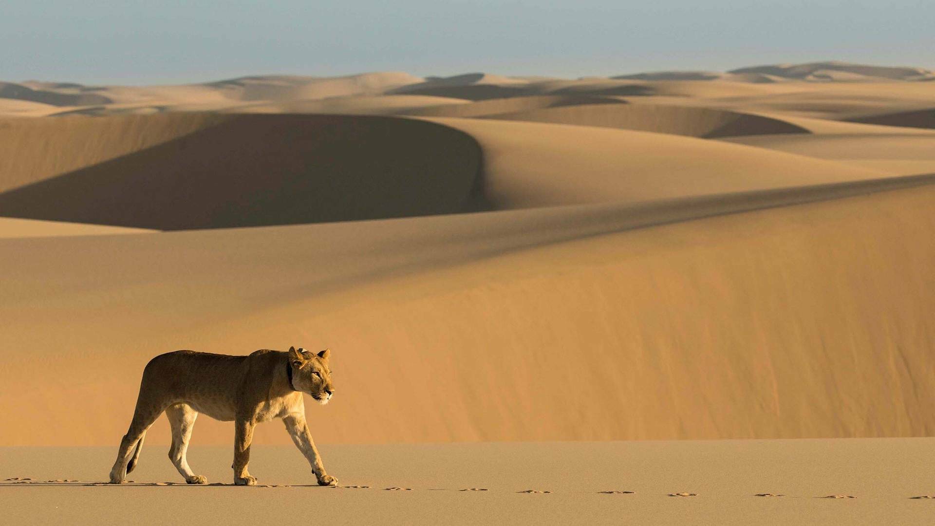 Los leones de la Costa de los Esqueletos