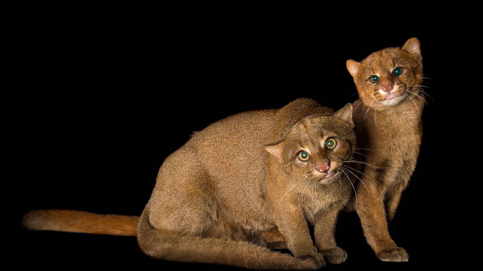 Felinos insólitos