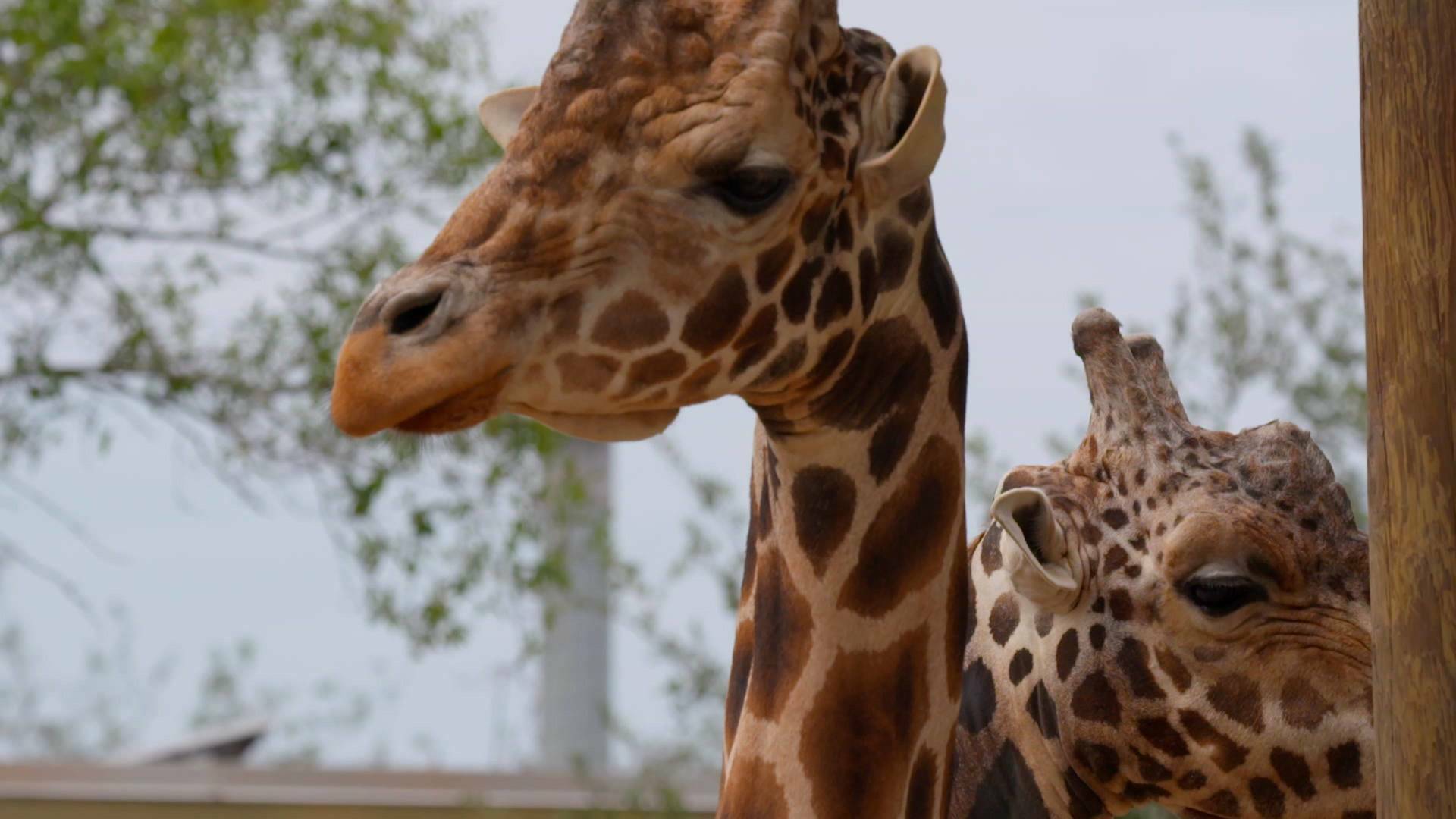 Especial secretos del zoo Tampa 